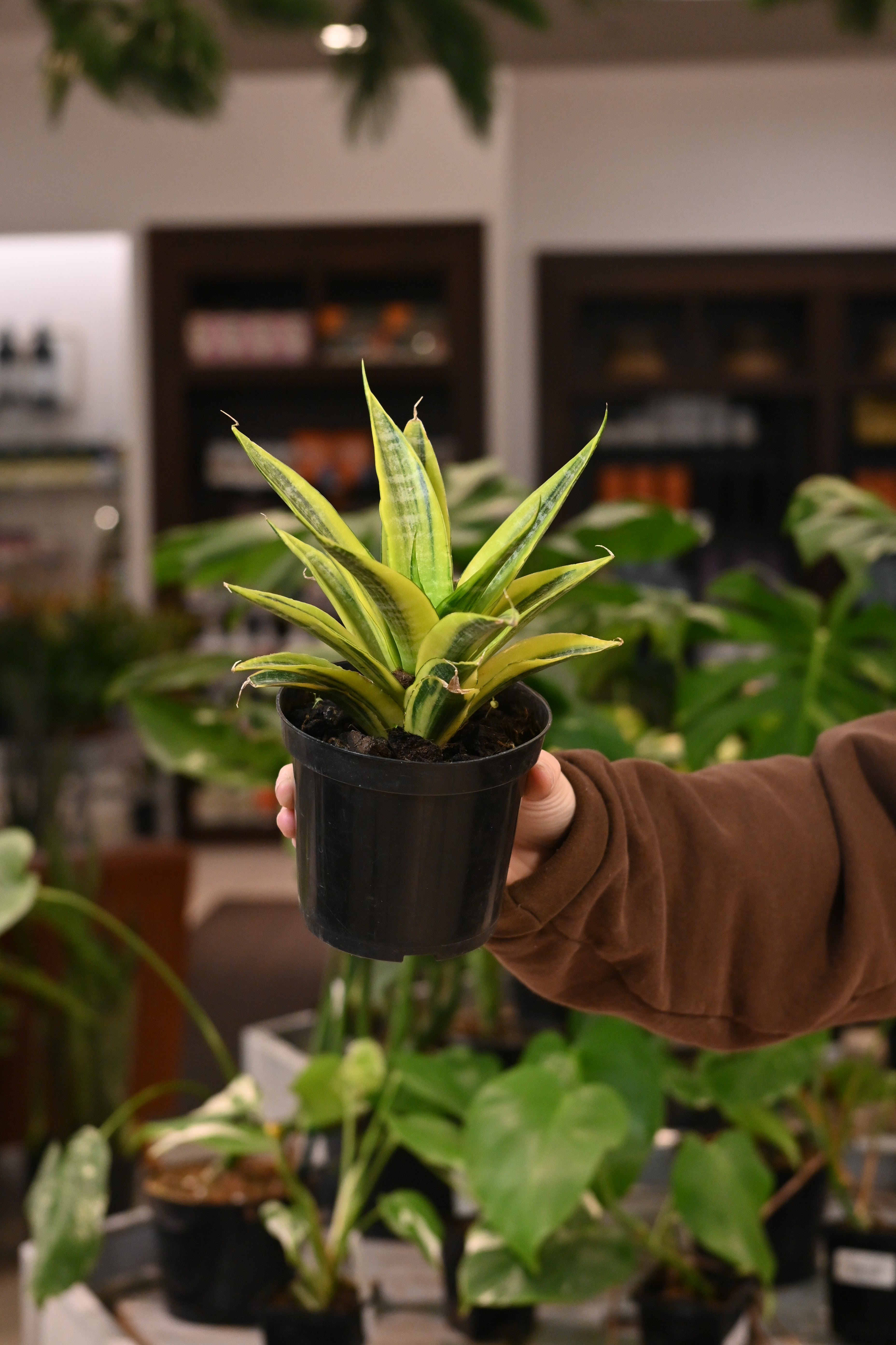 Sansevieria Cordova Variegated