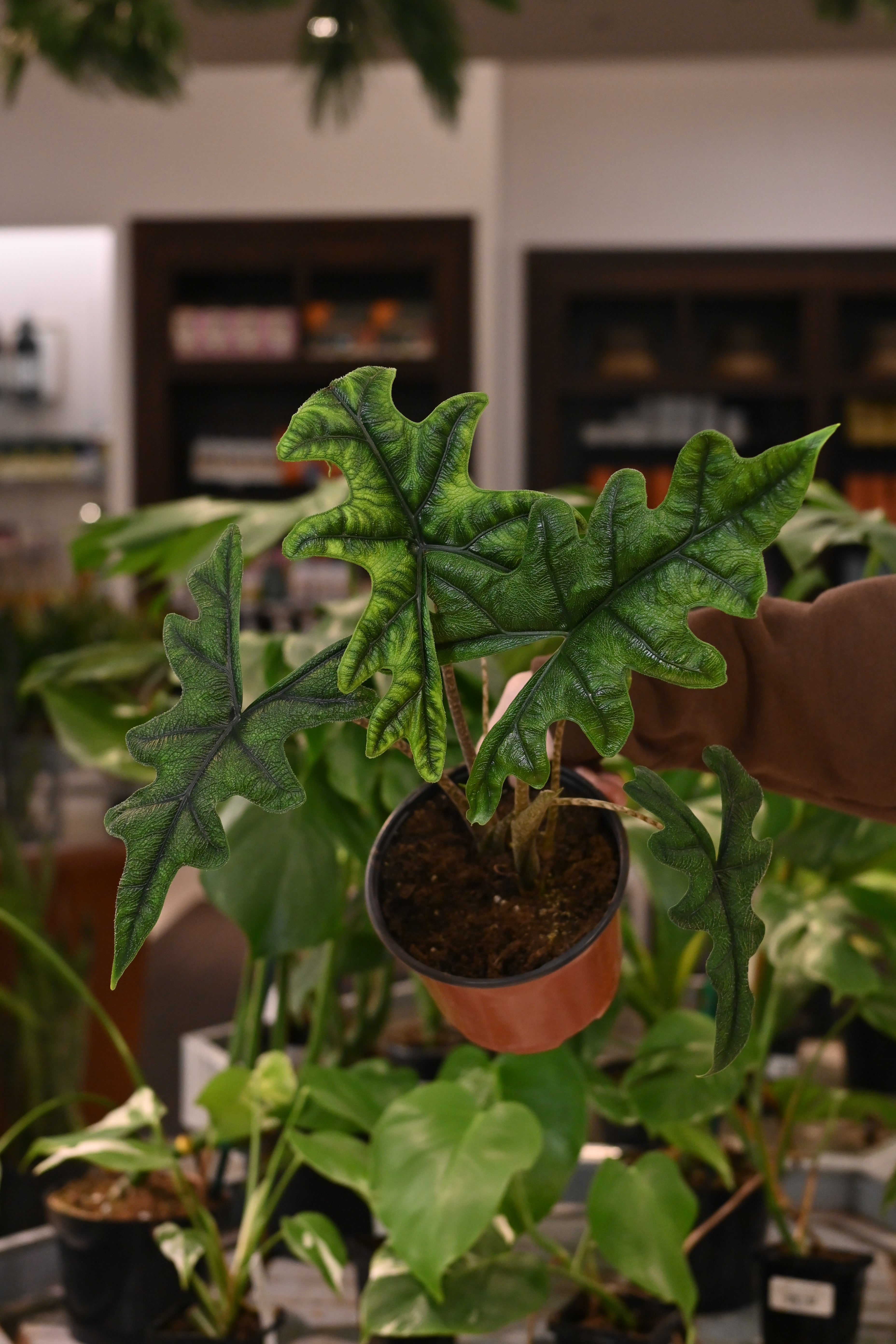 Alocasia Jacklyn
