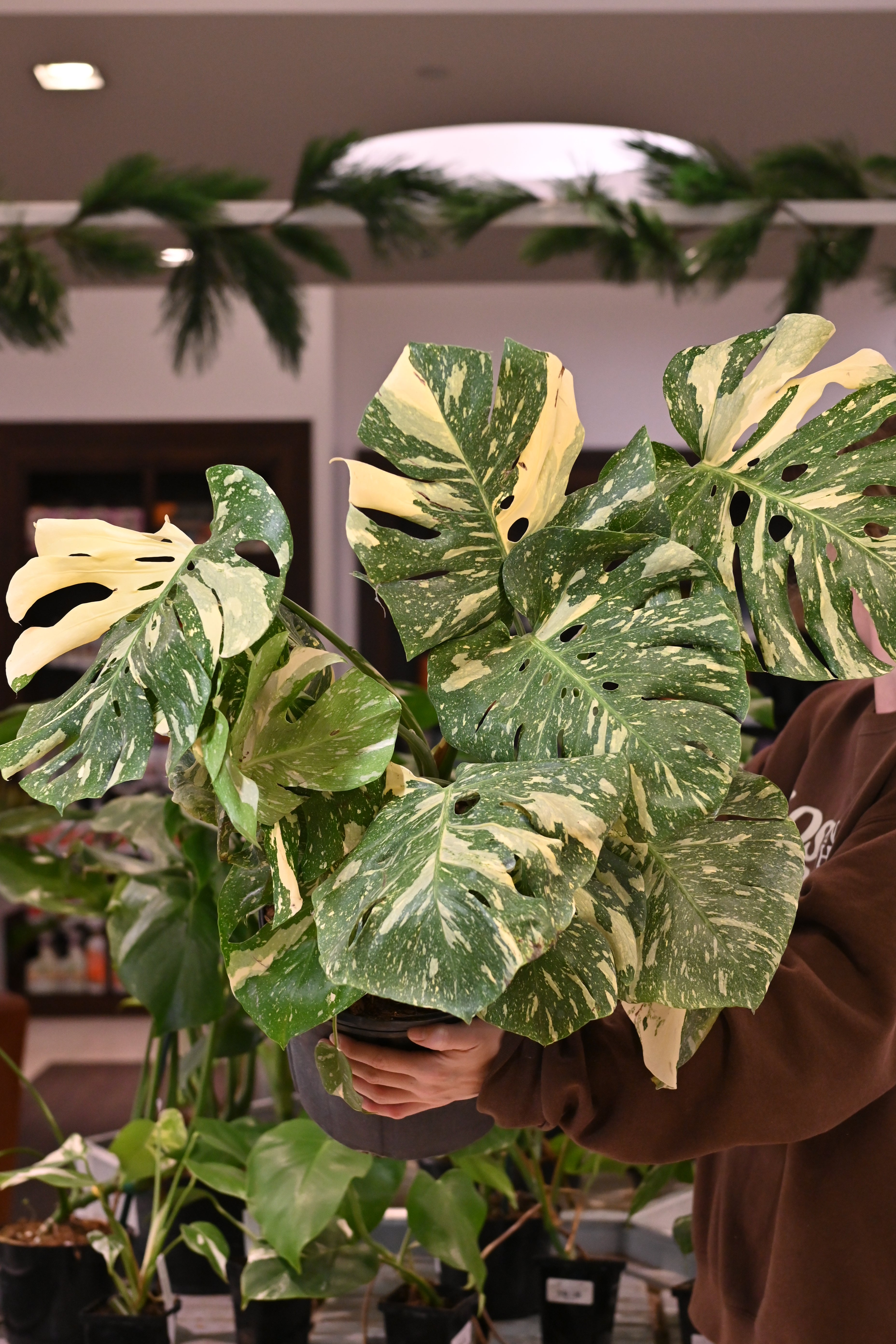 Monstera Thai Constellation