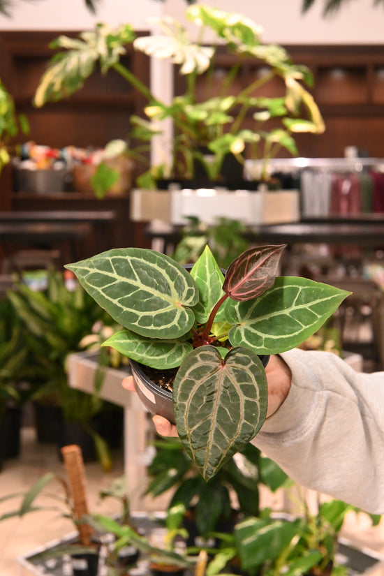Anthurium &