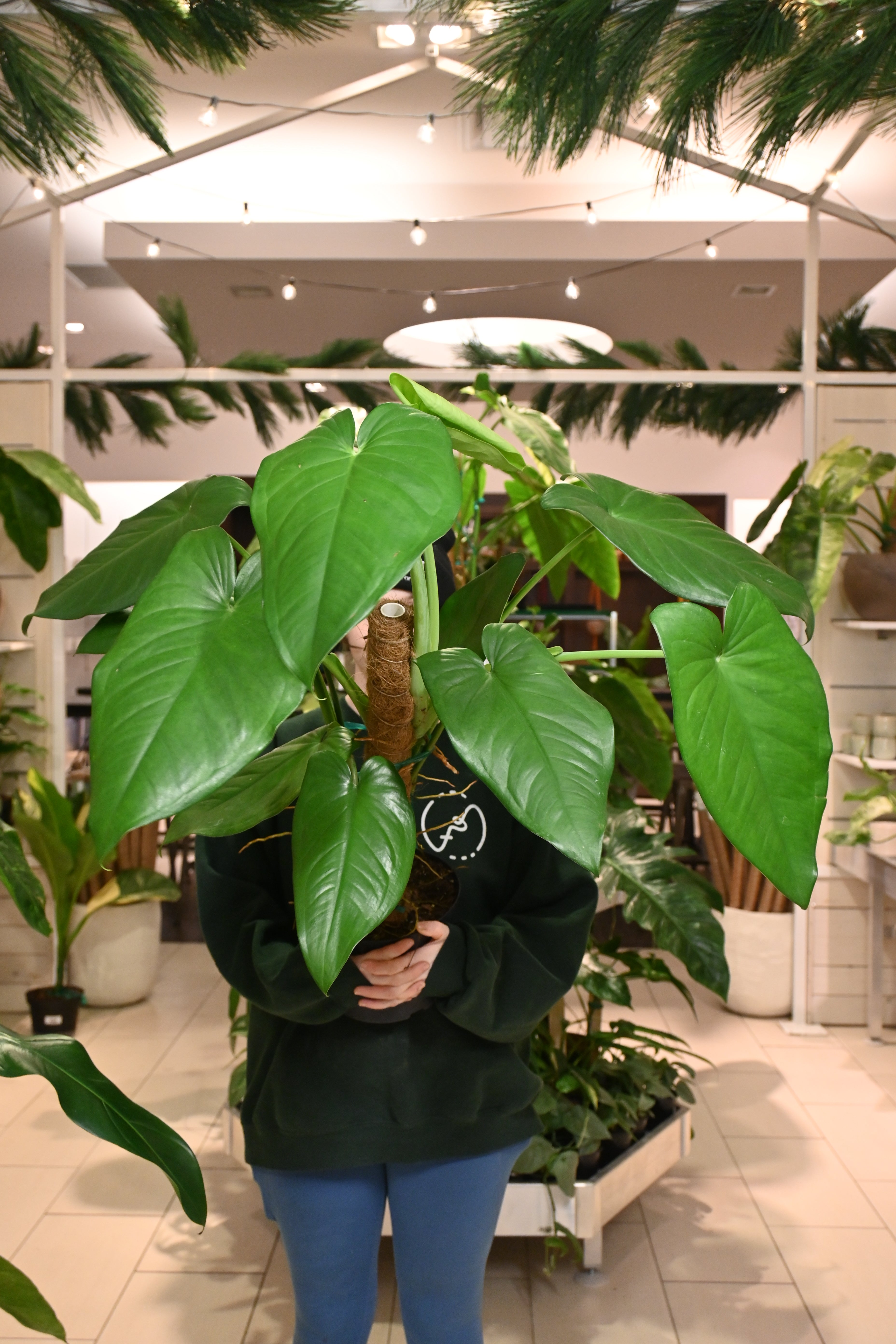 philodendron chiapense Syngonium Chiapense