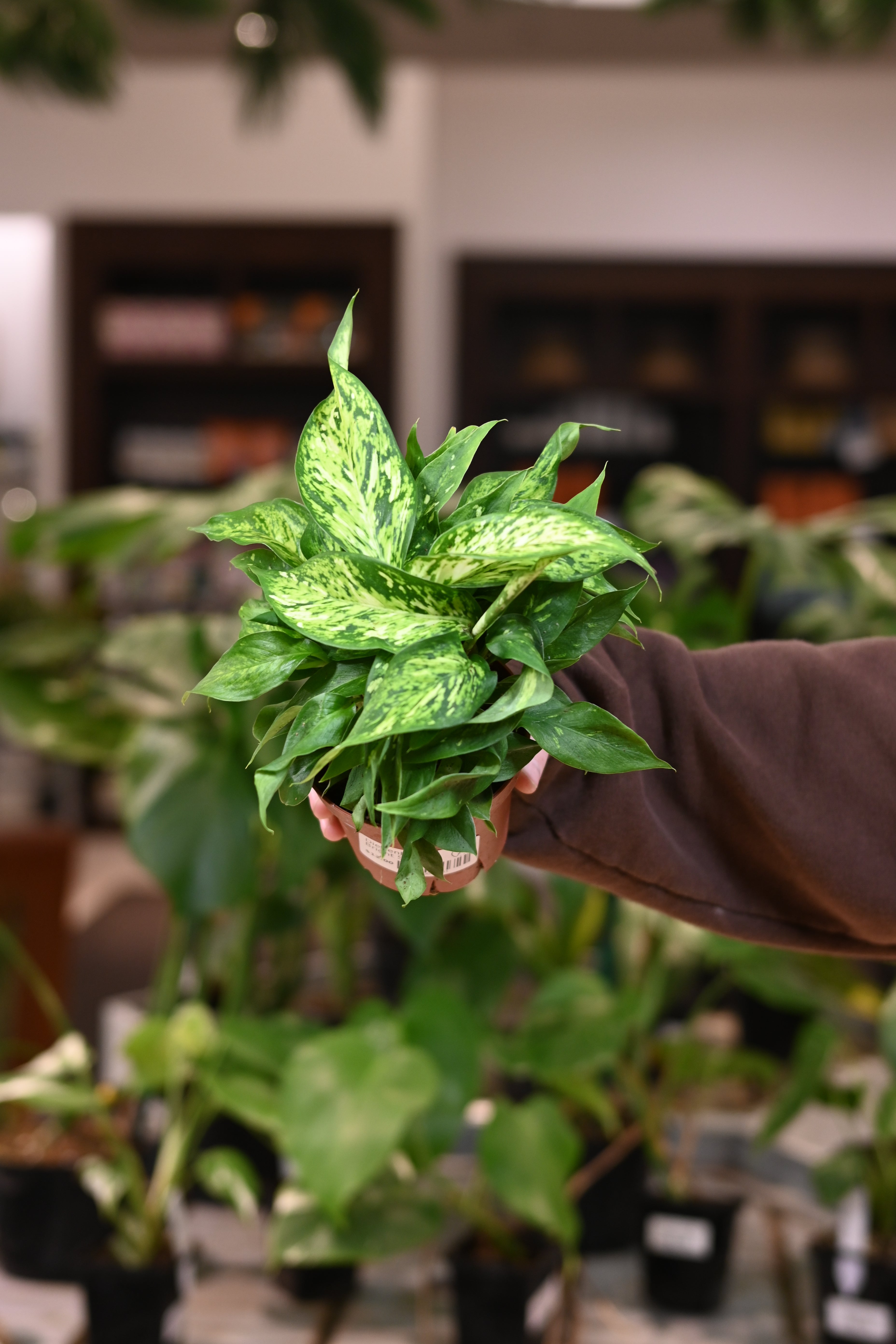 Dieffenbachia Bright Star
