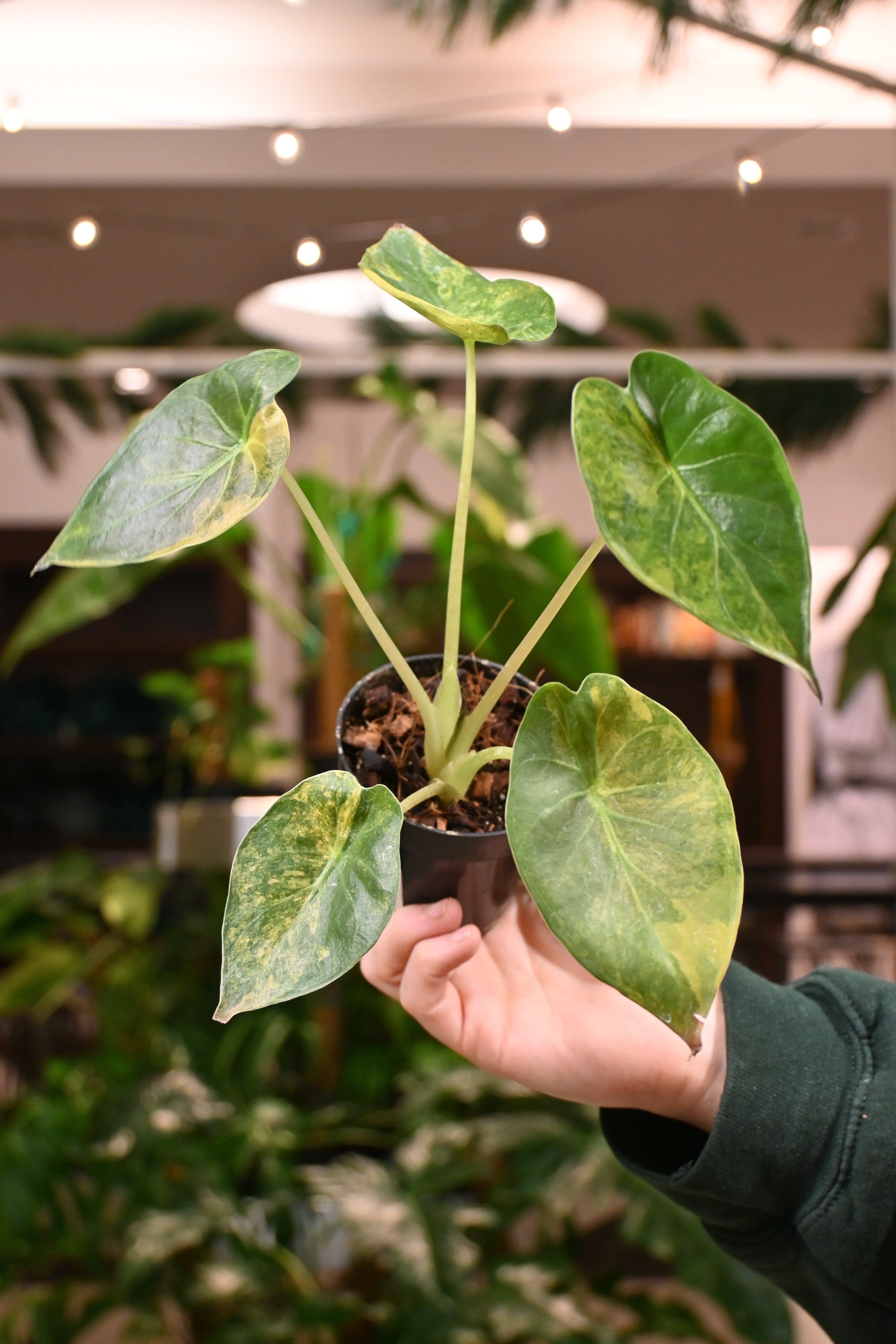 Alocasia Wentii Variegated