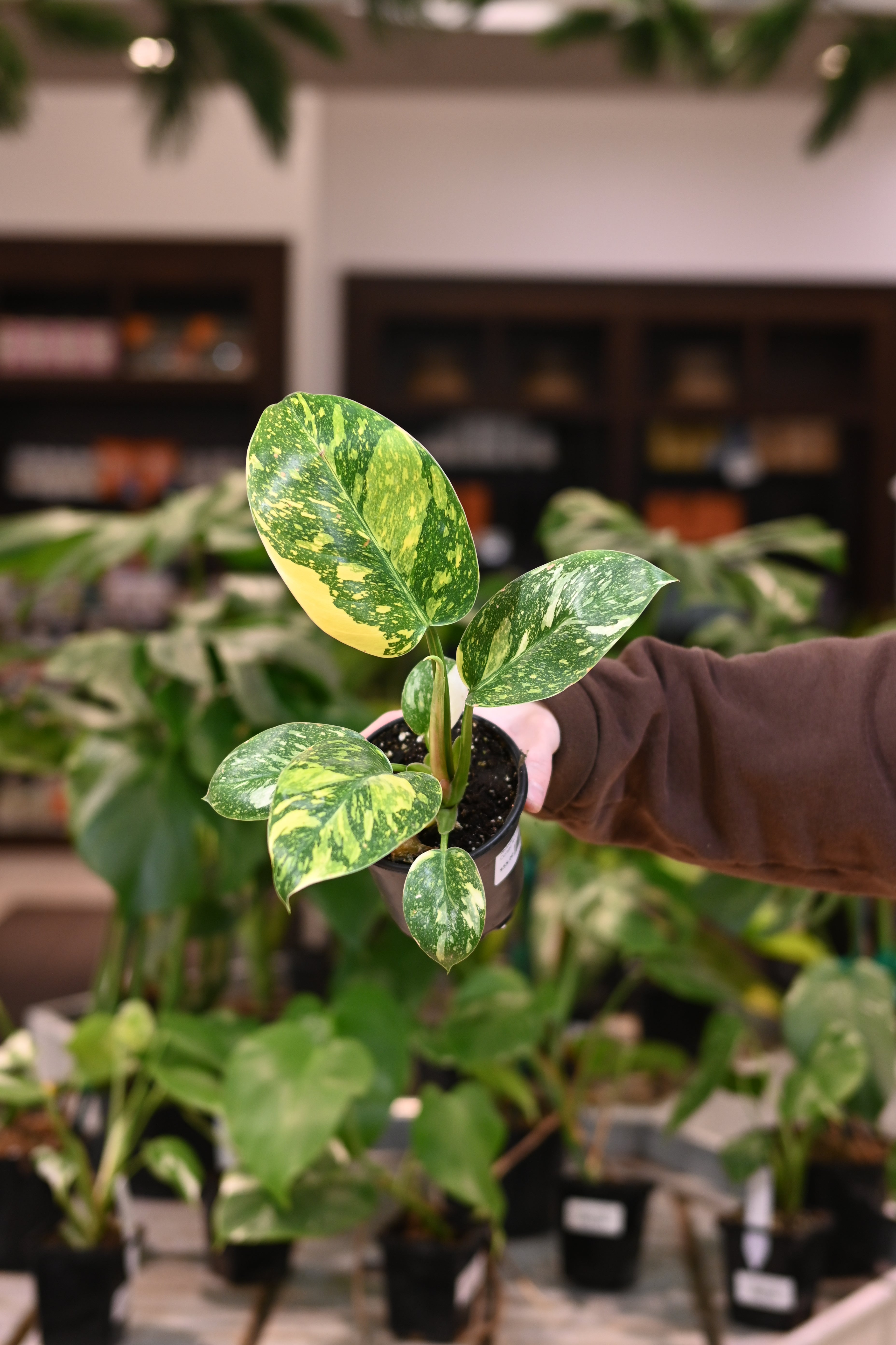 Philodendron Green Congo Nuclear