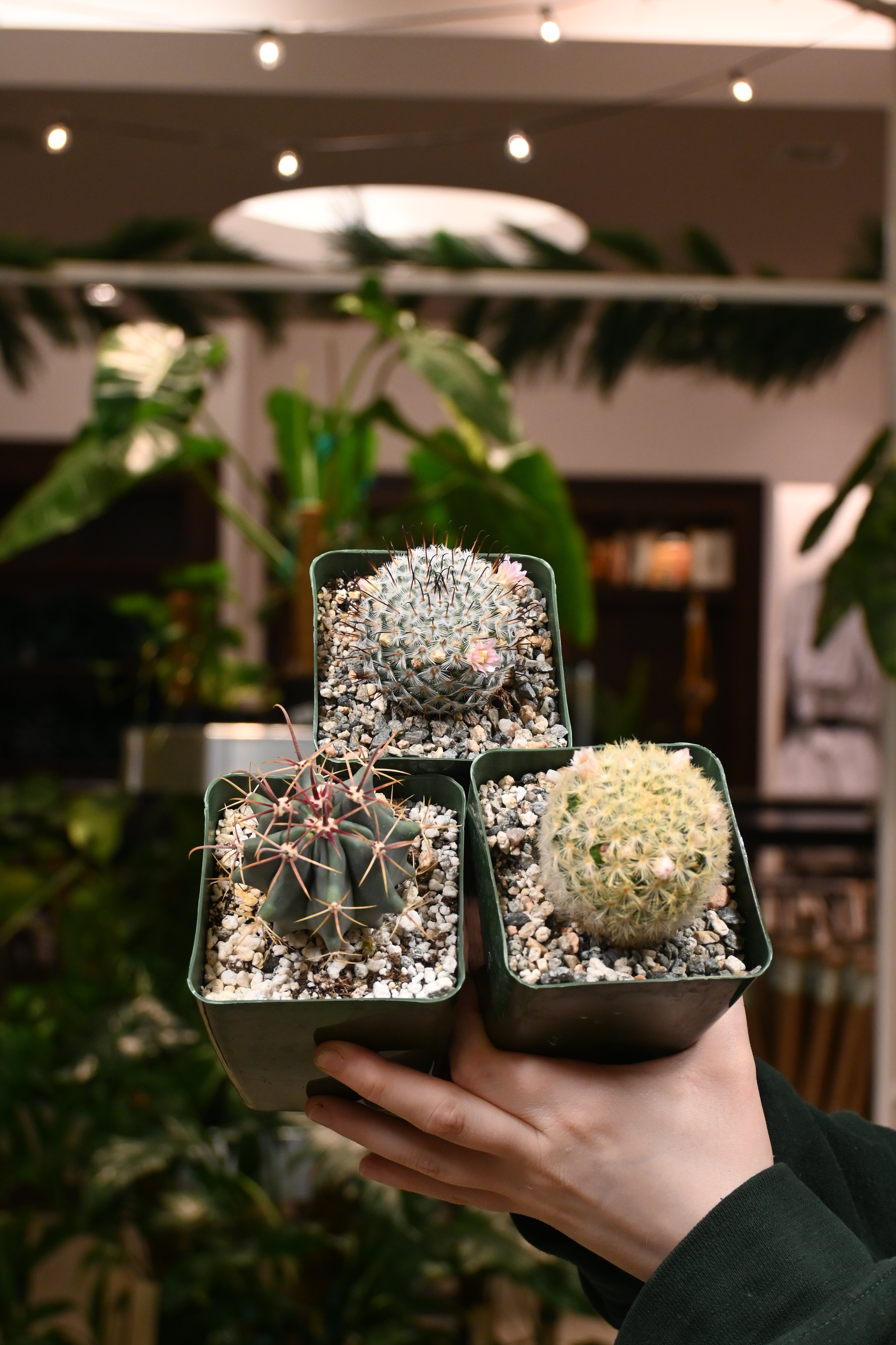 Assorted Cactus