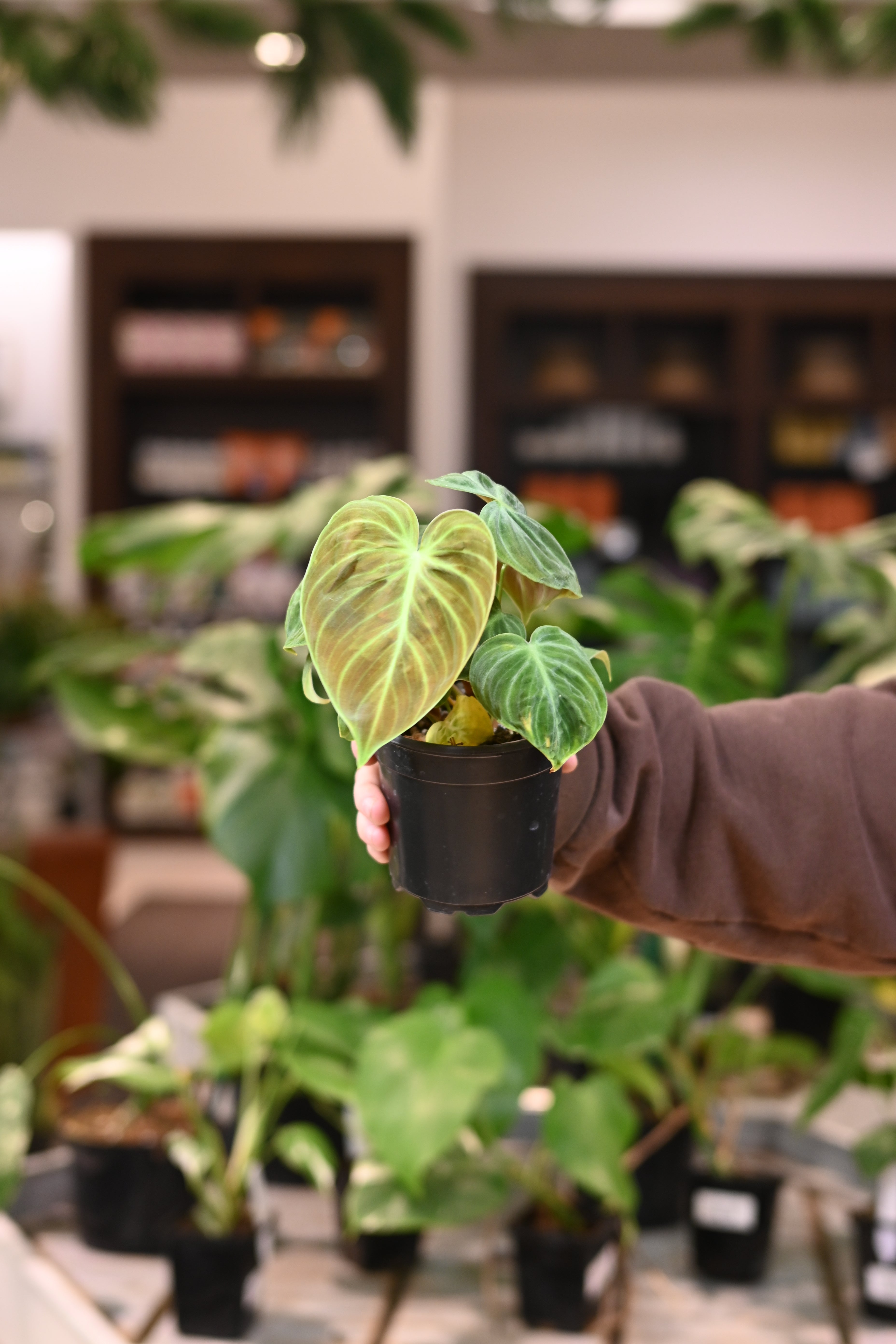 Philodendron El Choco Red