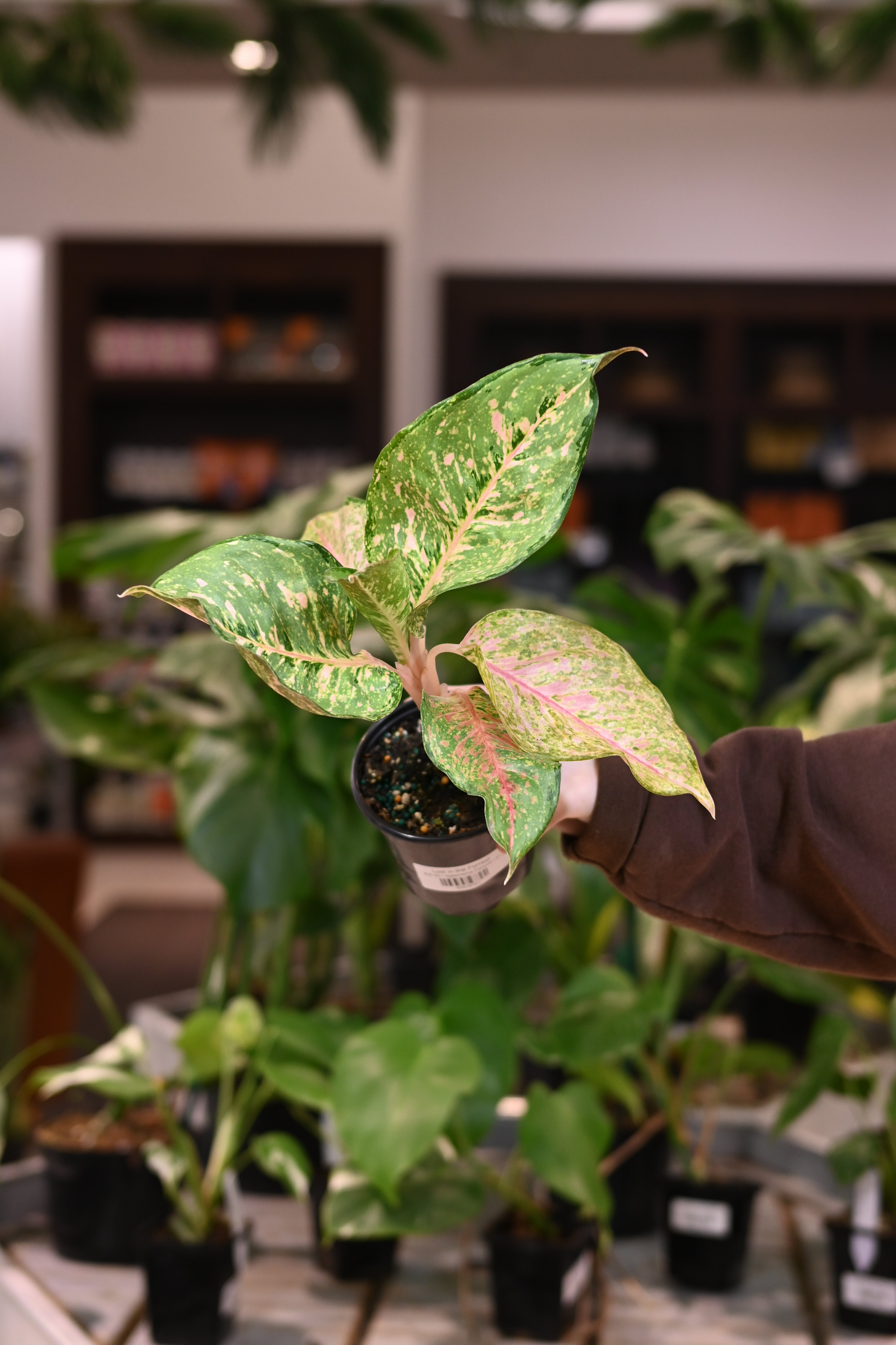 Aglaonema Fortune