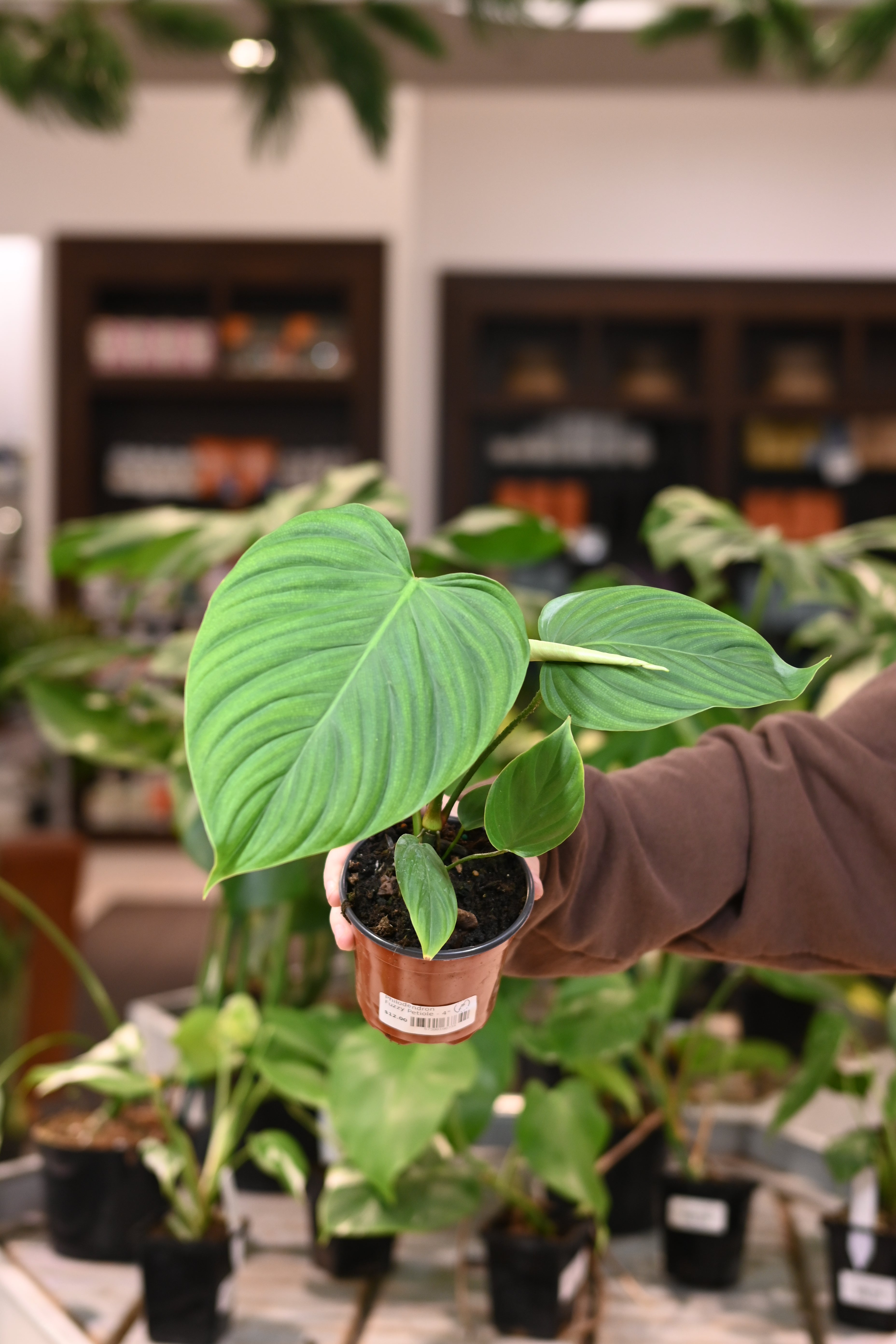 philodendron fuzzy petiole size Philodendron 'Fuzzy Petiole' 6"