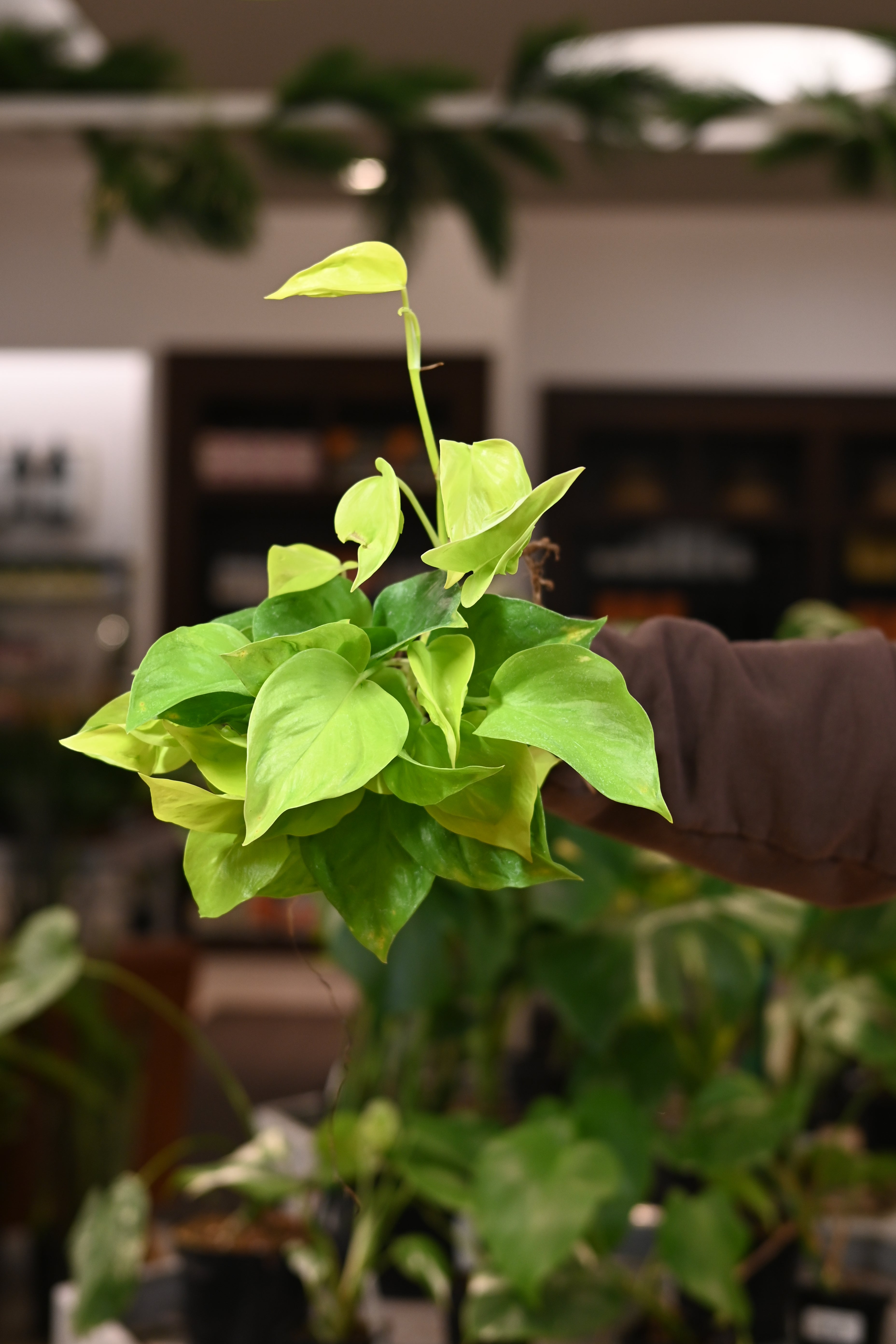 pothos sp Pothos Sao Paulo – Lost in the Forrest