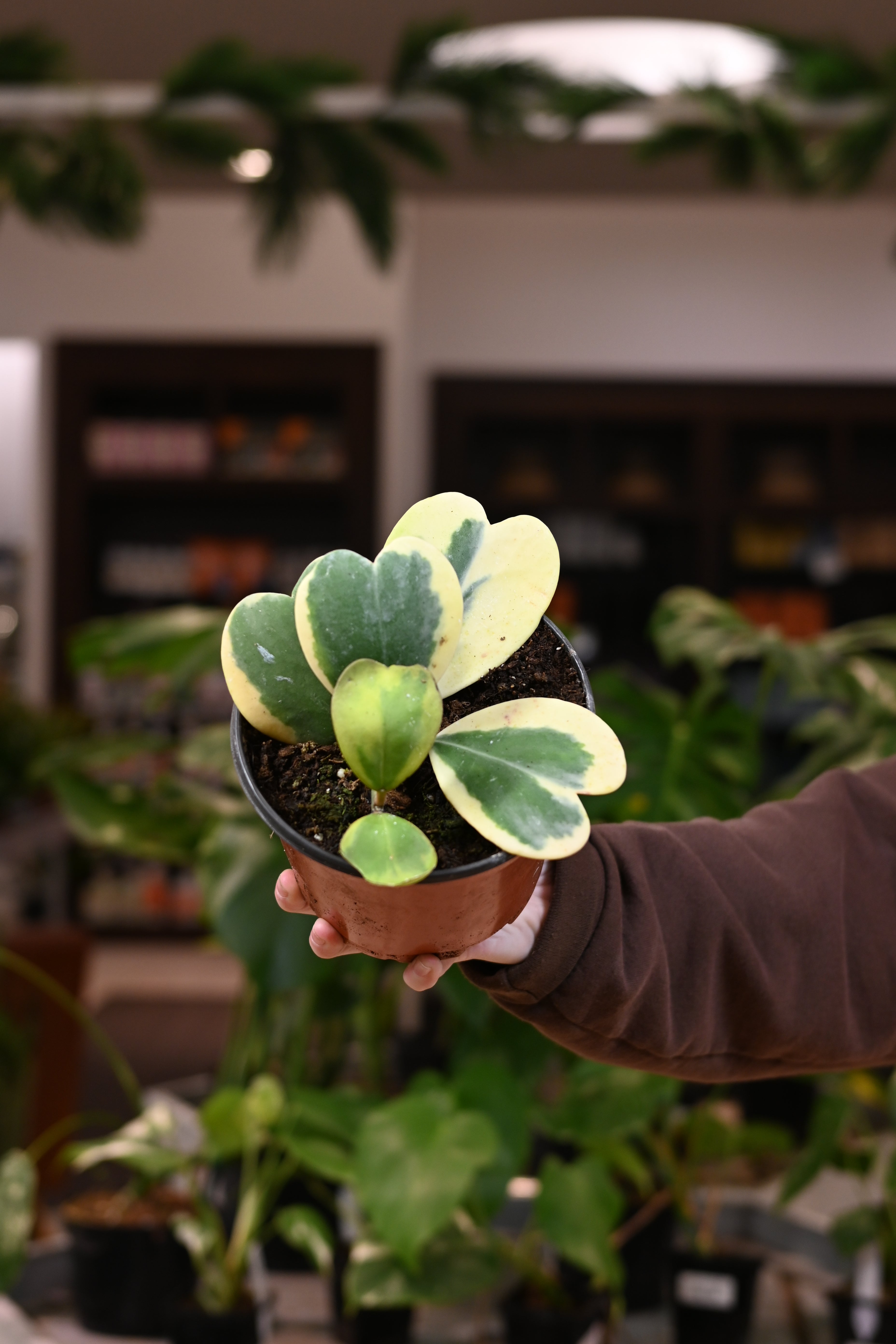 Hoya Kerrii Outer Variegation