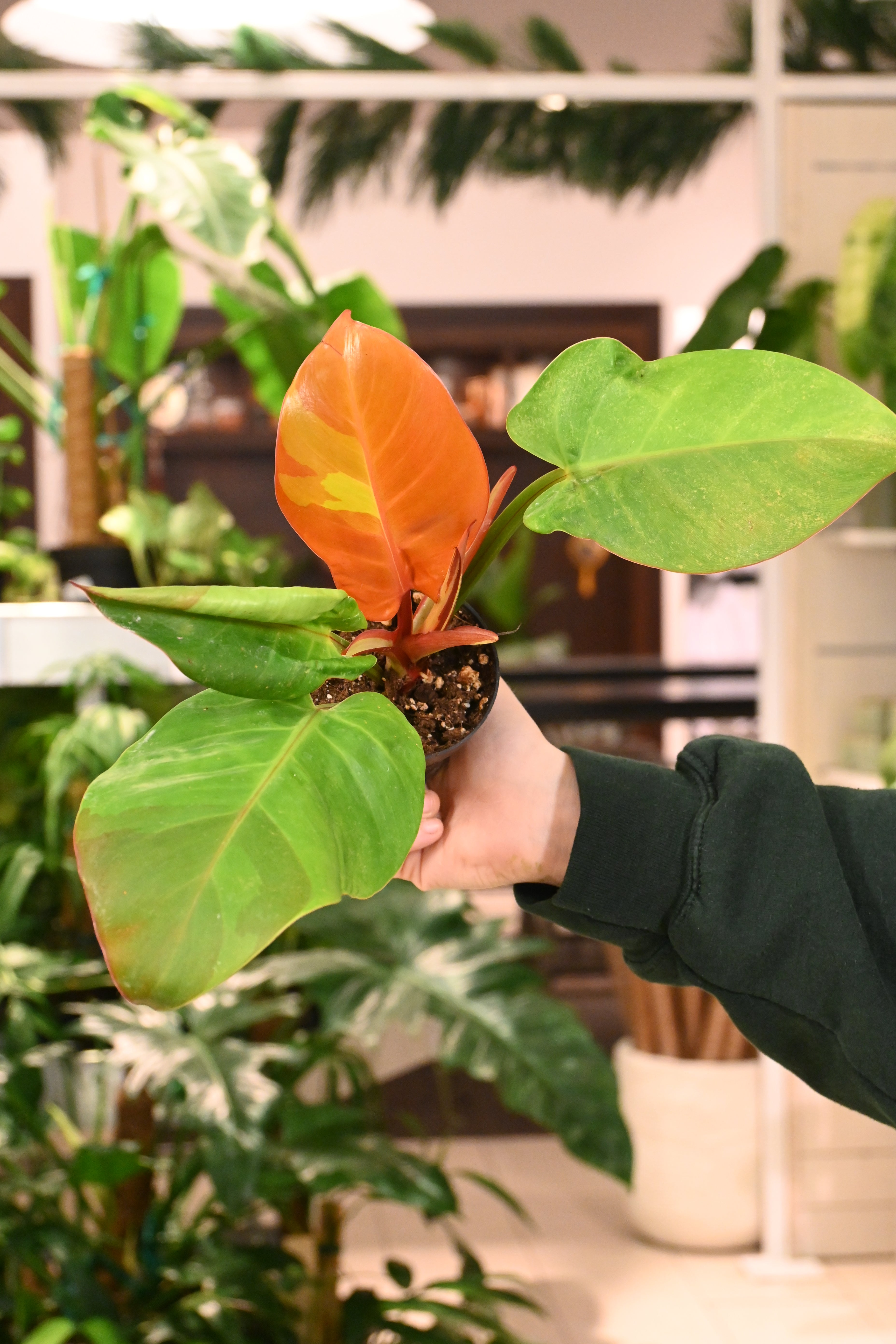 mini red philodendron for sale Philodendron Red Moon – Lost in the Forrest