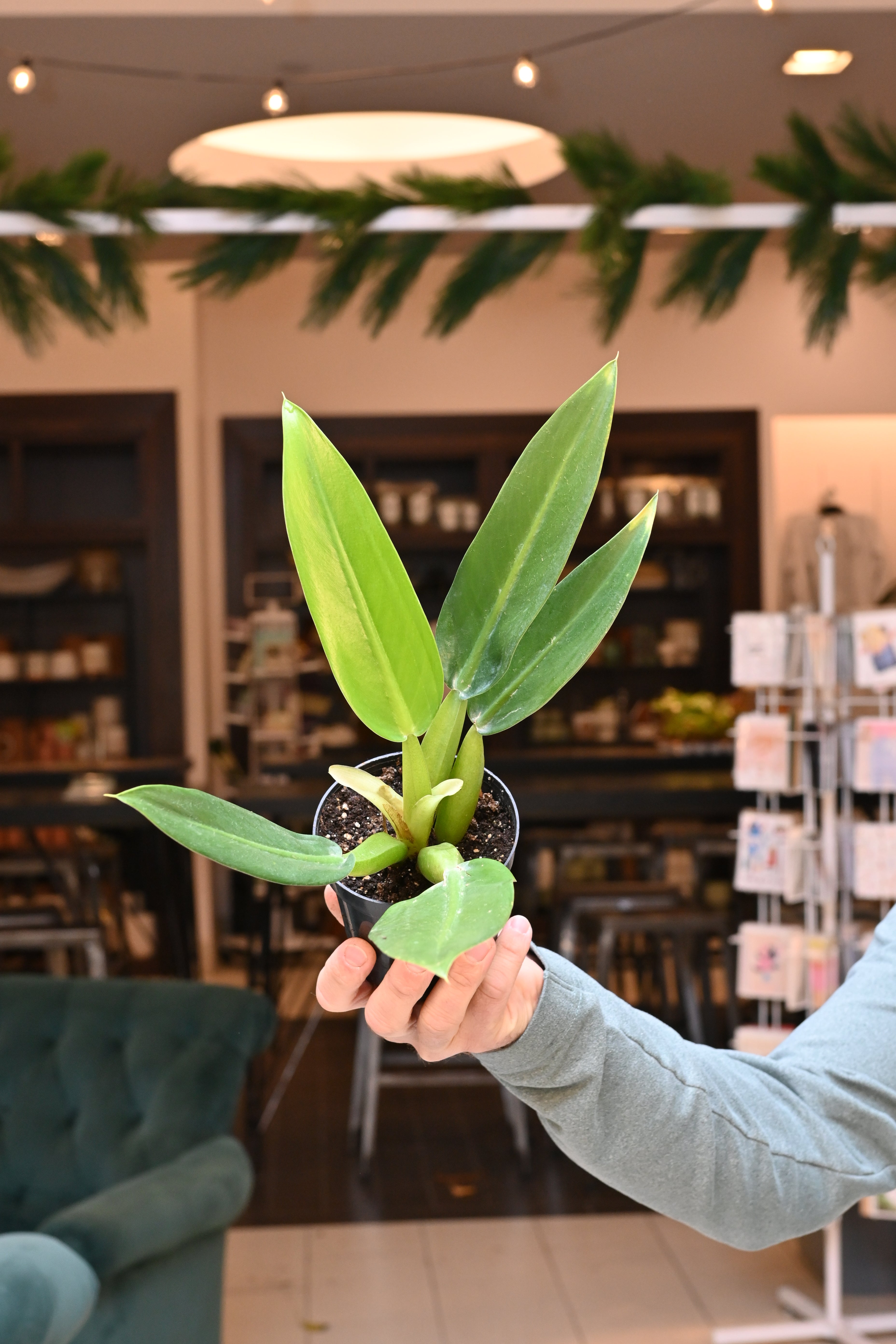 green fatboy philodendron Philodendron Fat Boy – Lost in the Forrest