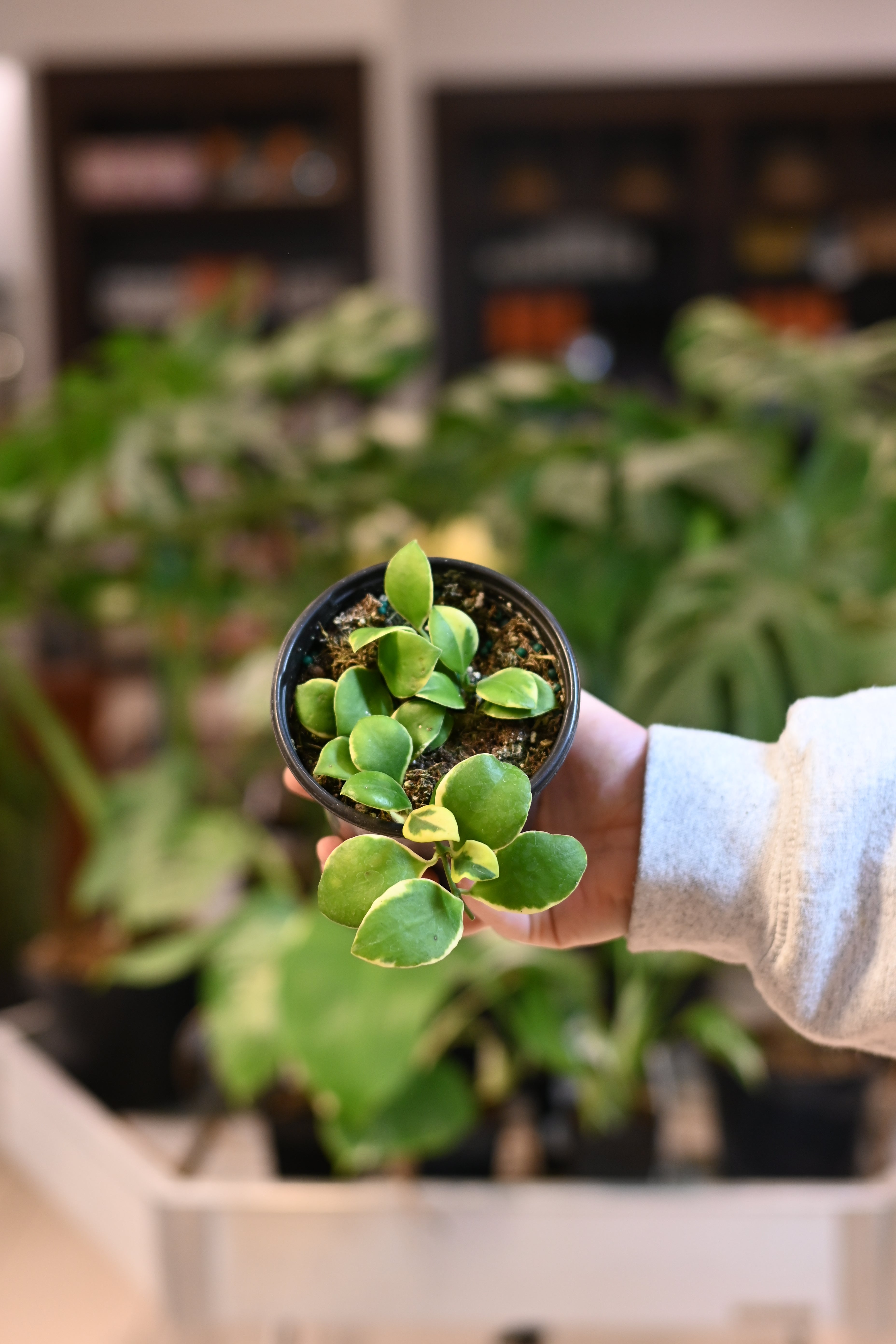 Hoya Heuschkeliana Albo