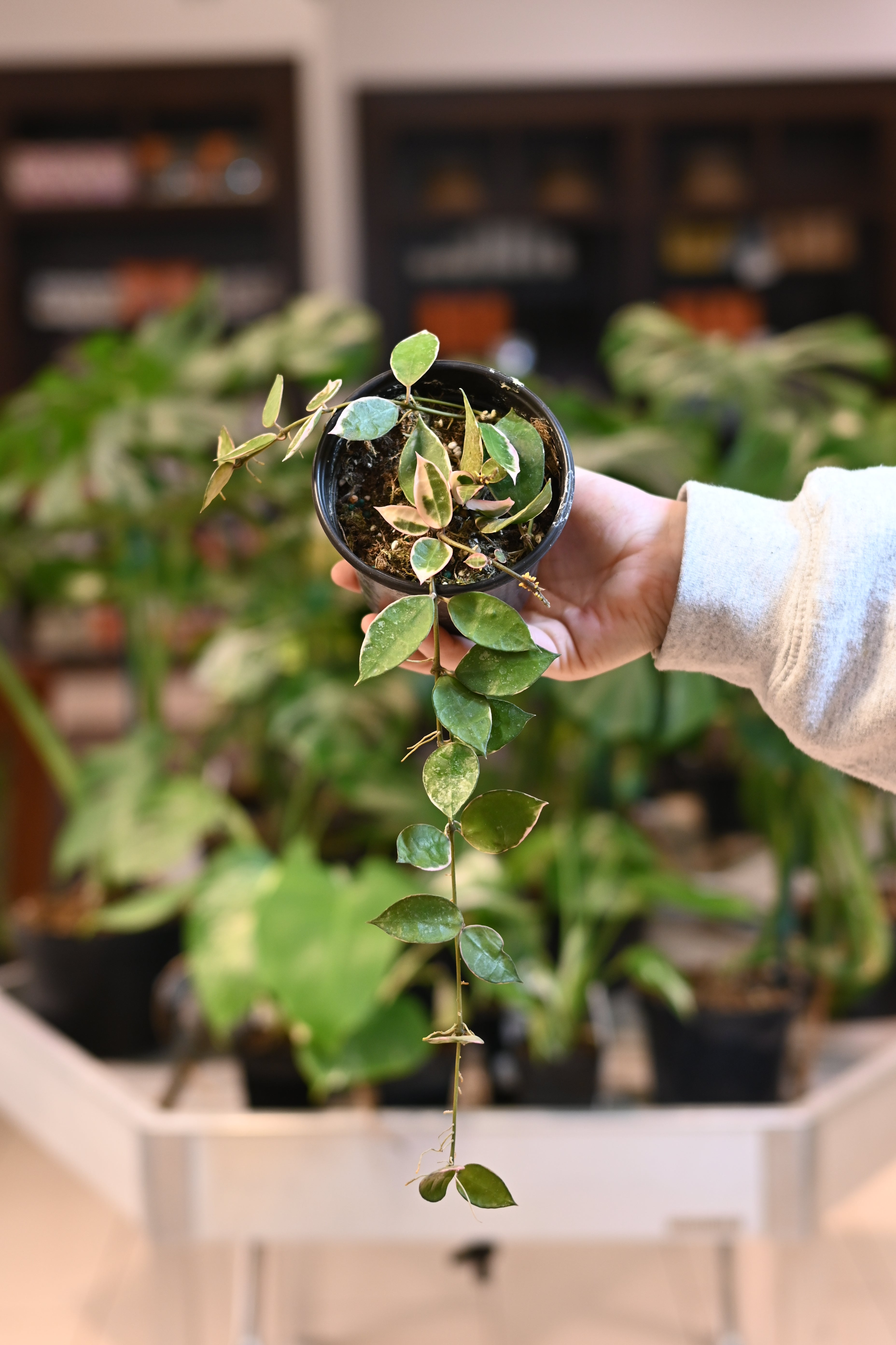 Hoya Lacunosa Asami Variegated – Lost in the Forrest