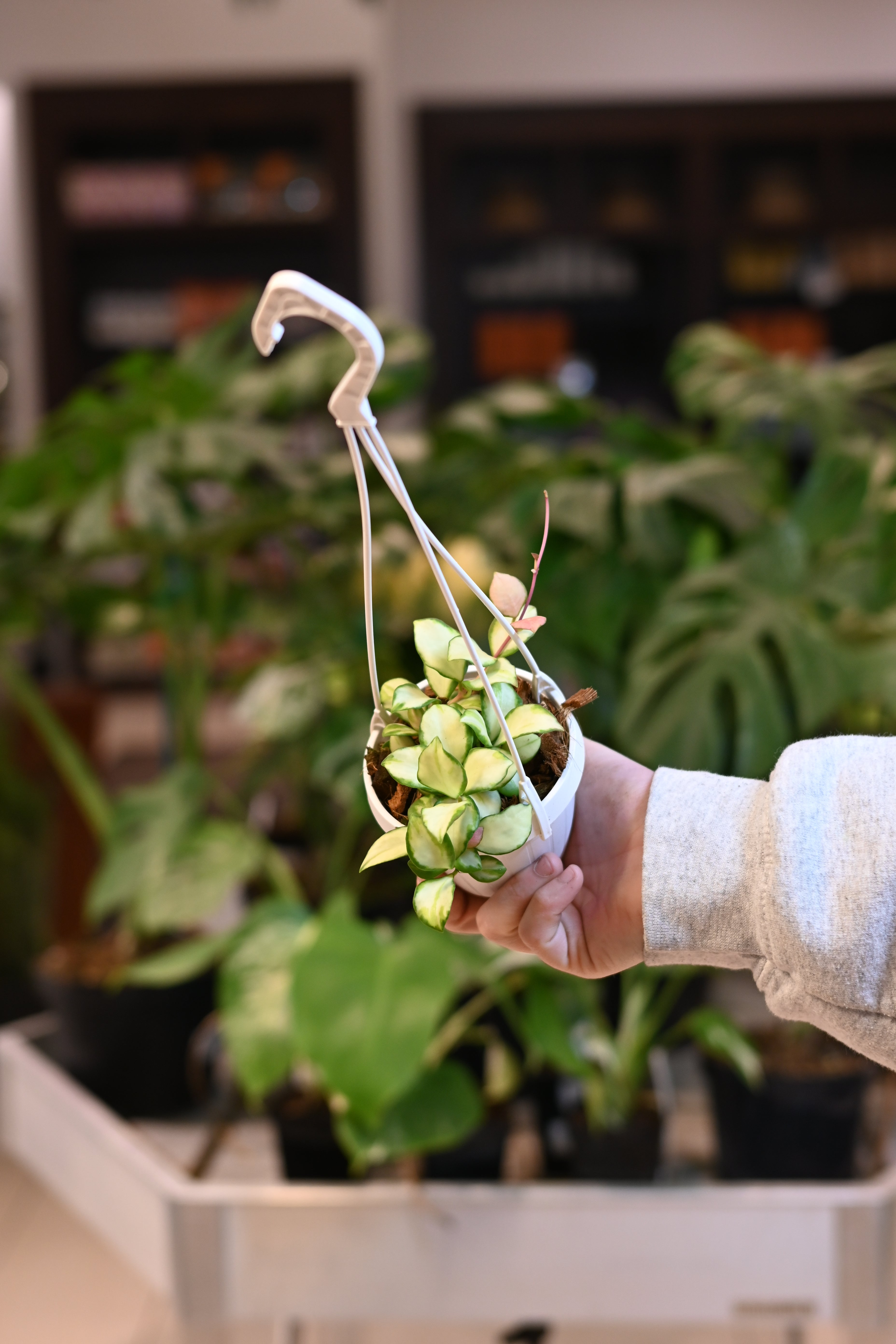 Hoya Heuschkeliana Variegated