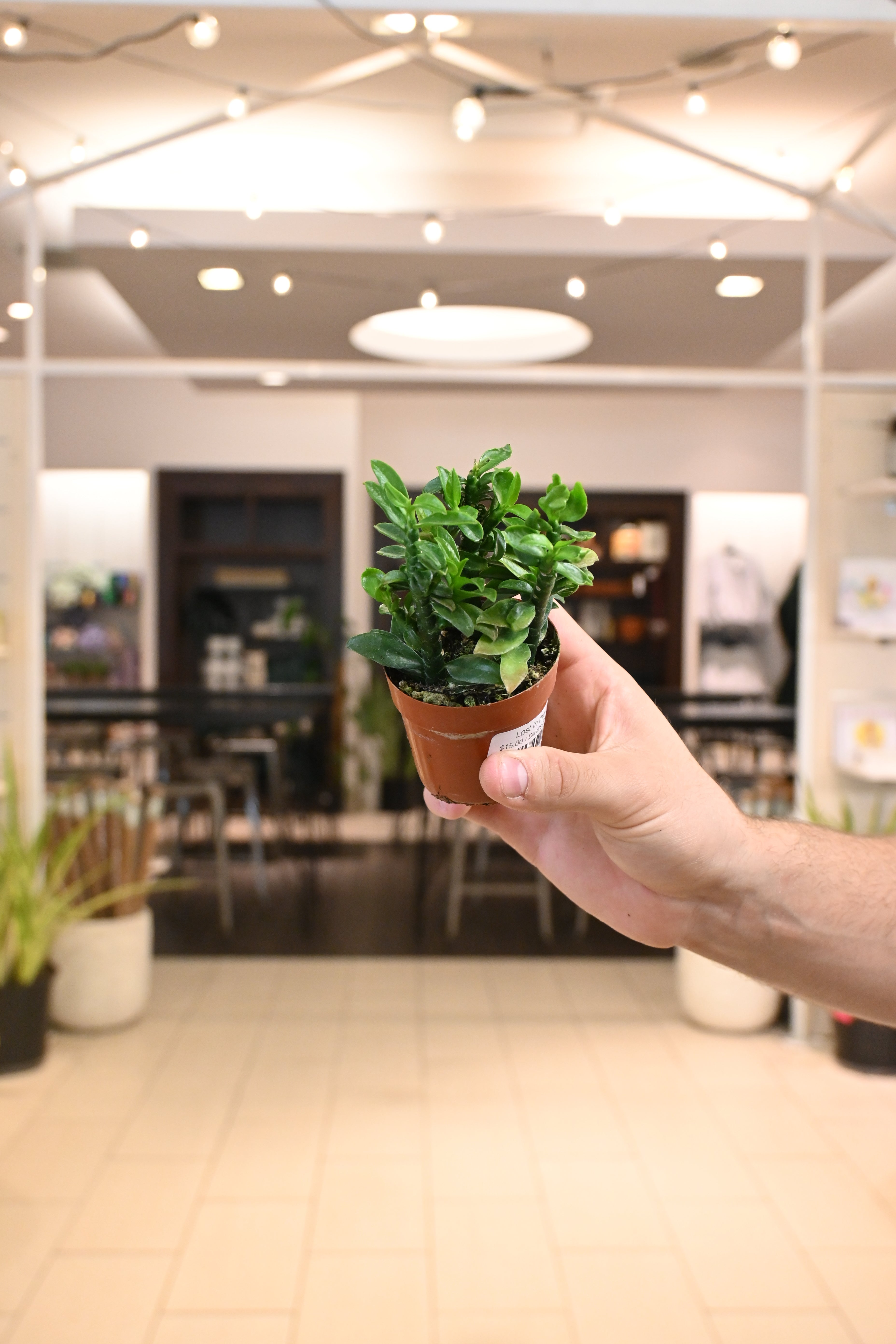 Euphorbia Devil&