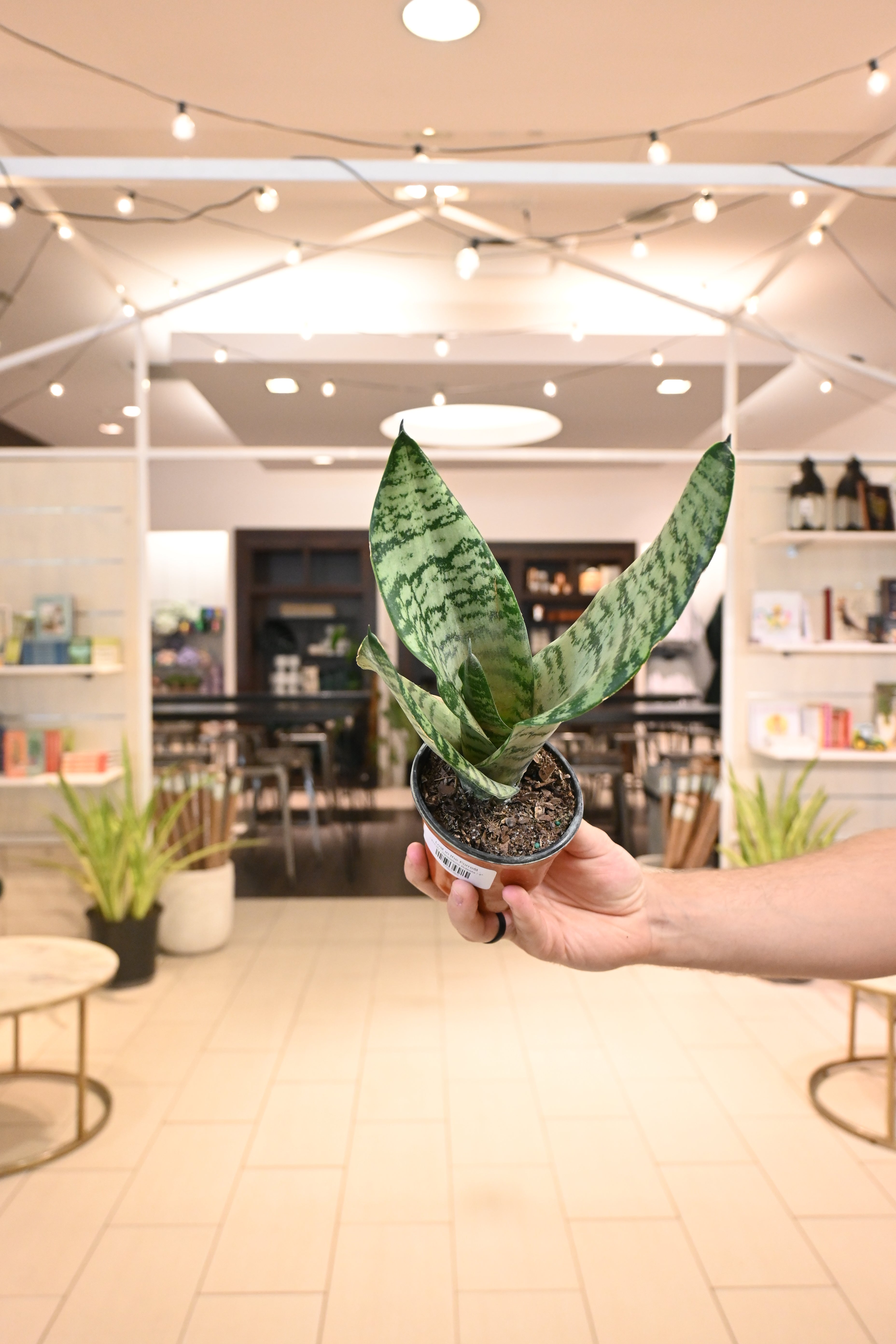 robusta sansevieria Sansevieria Robusta – Lost in the Forrest