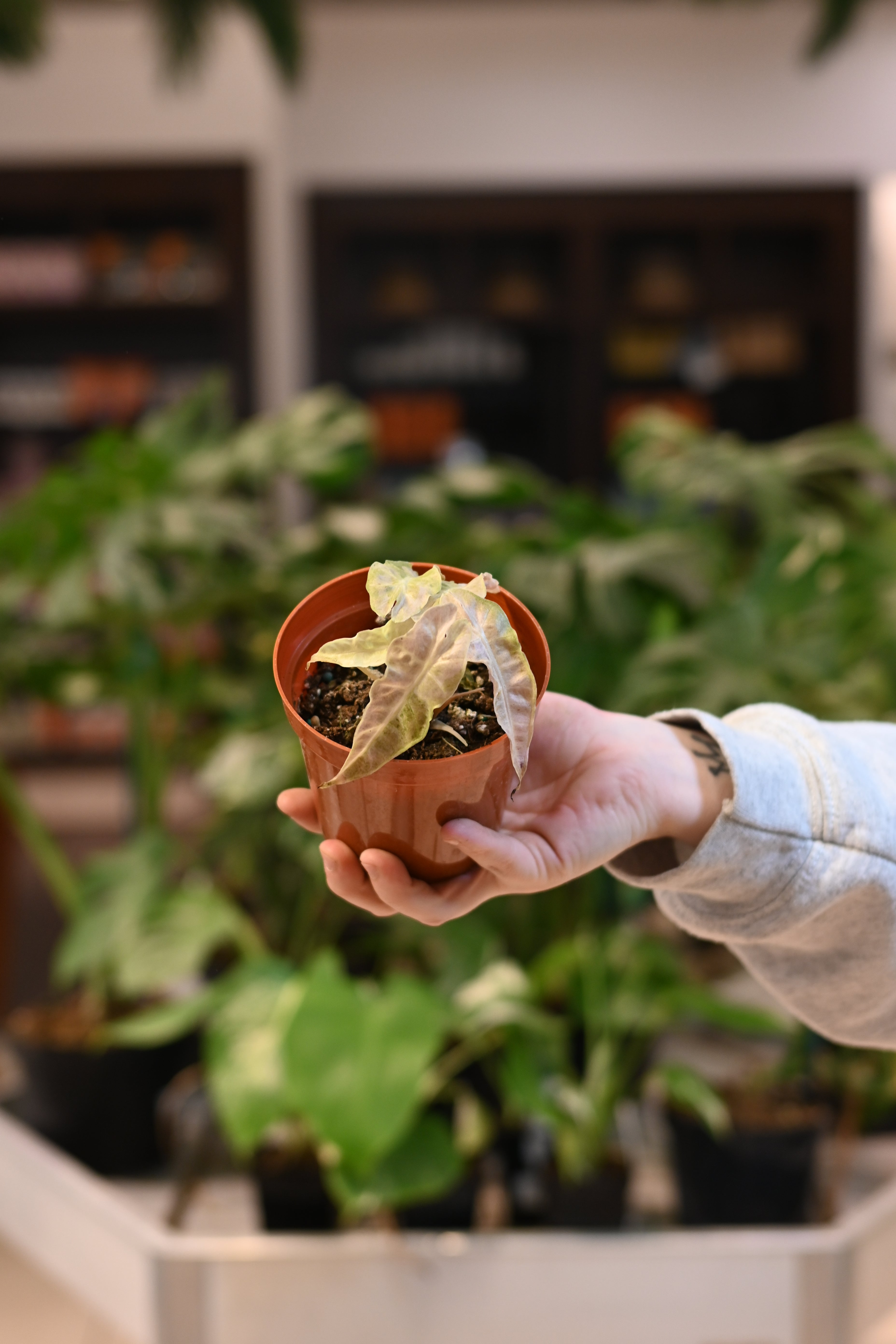 Alocasia Polly Variegated