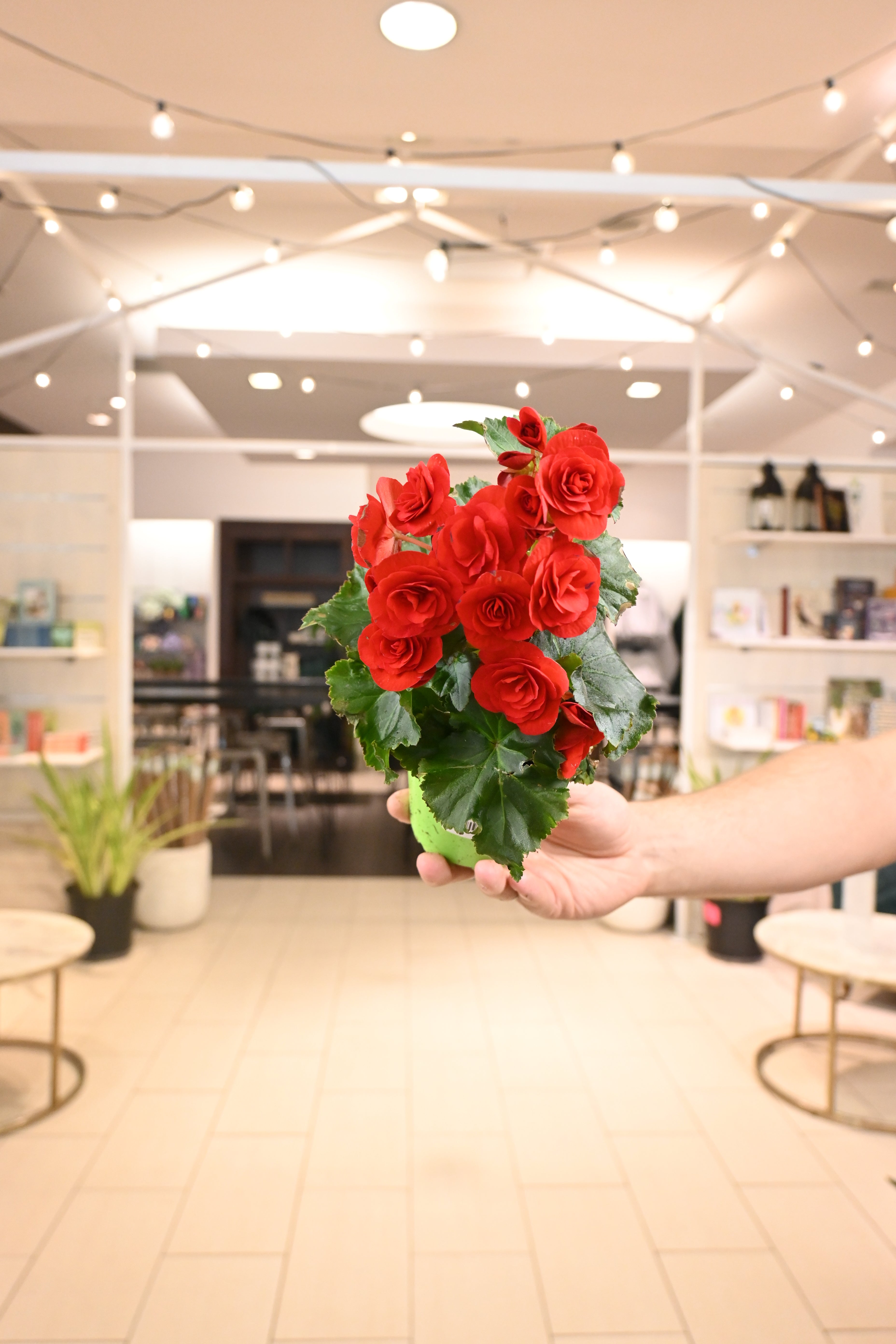 Begonia Solenia