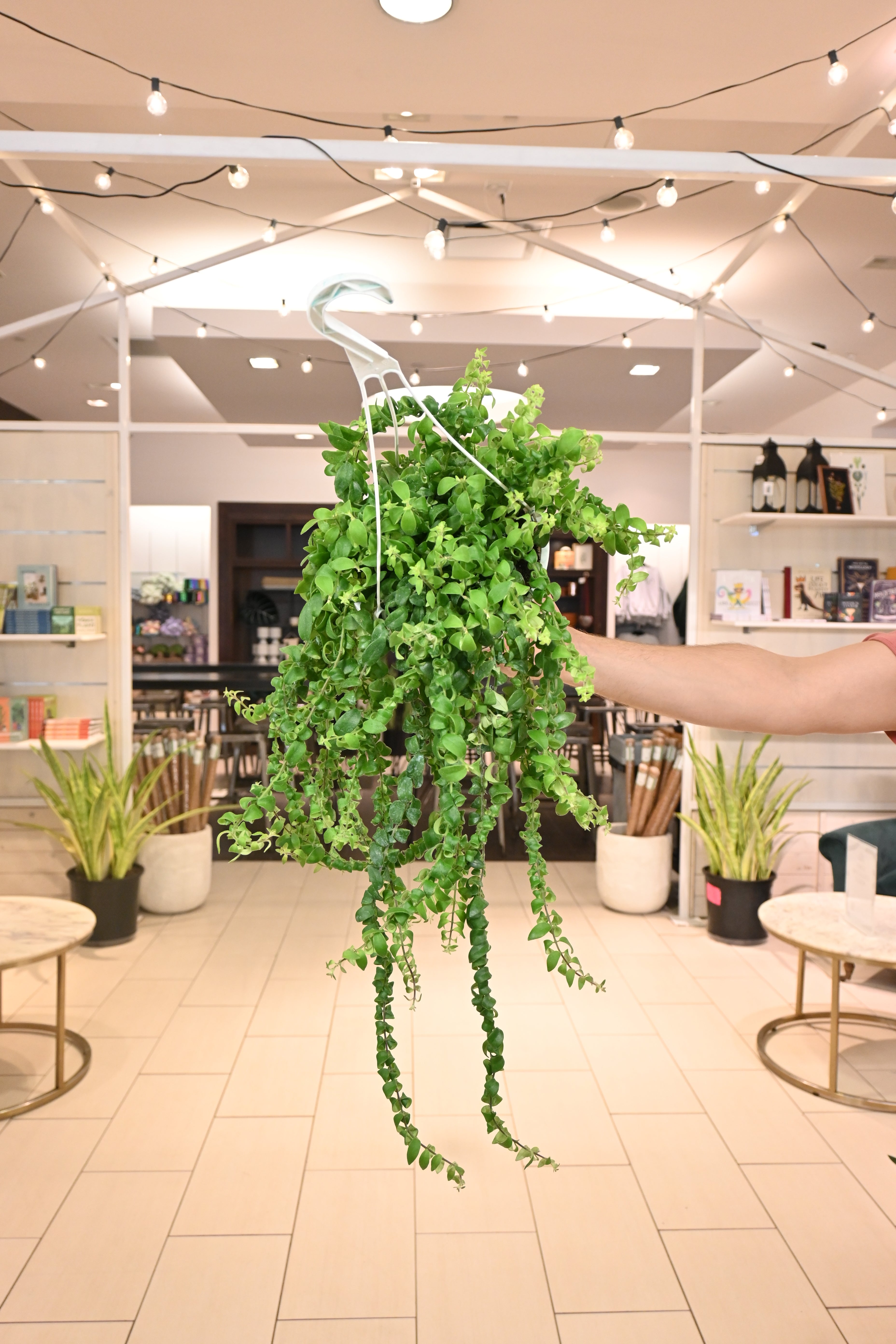 lipstick indoor plant Curly Rasta Lipstick Plant