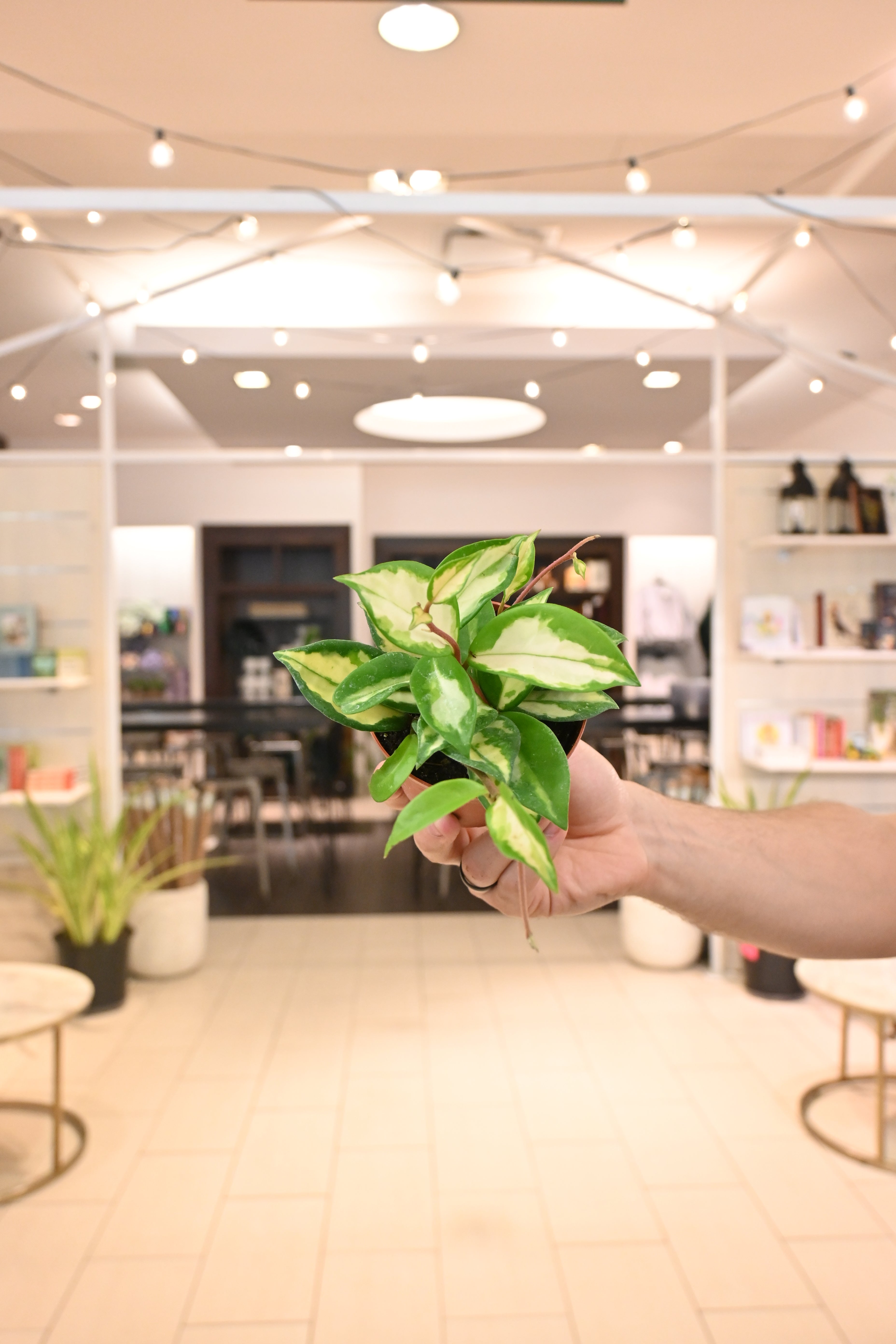 Hoya Krimson Princess