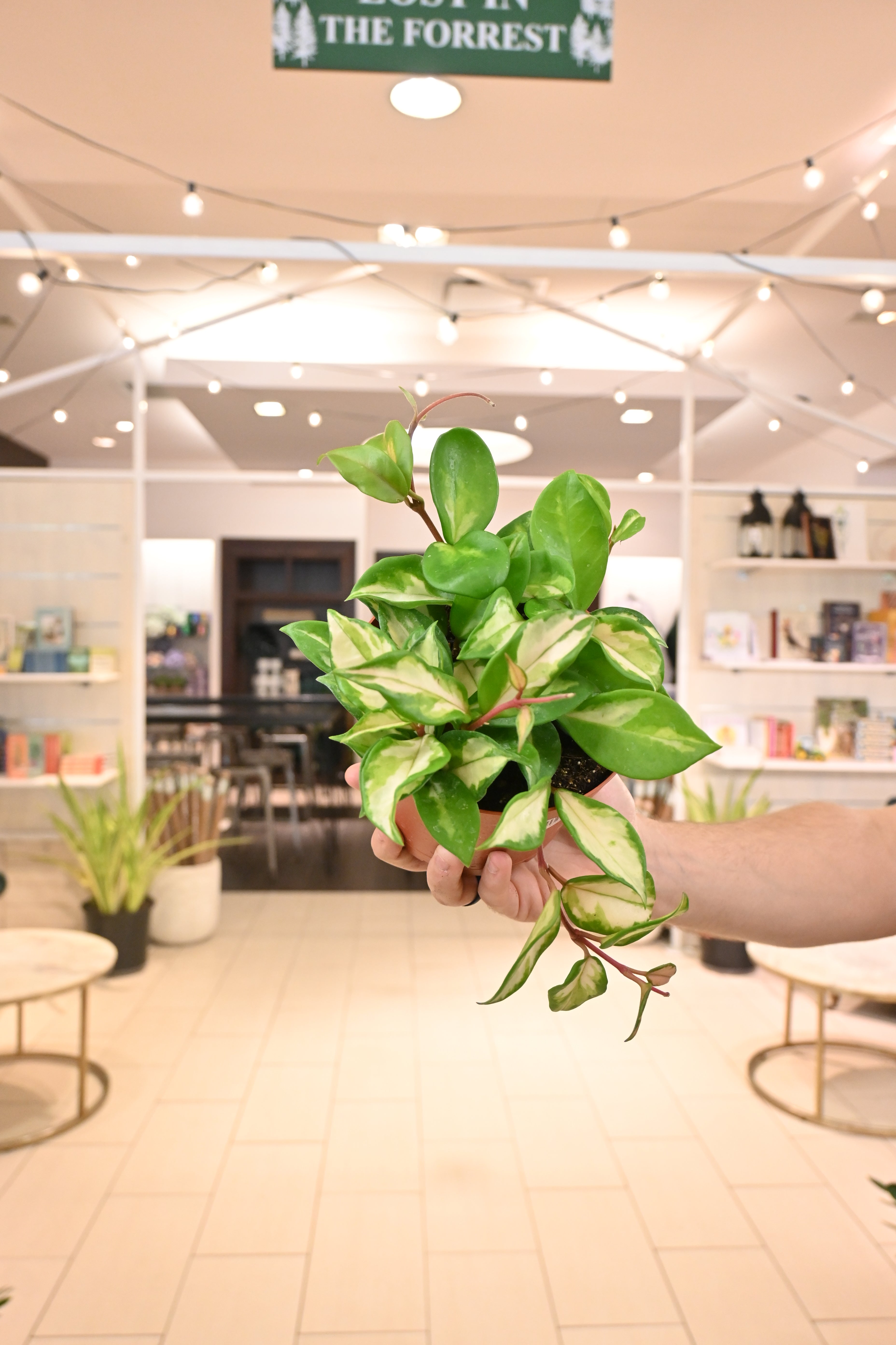 Hoya Krimson Princess