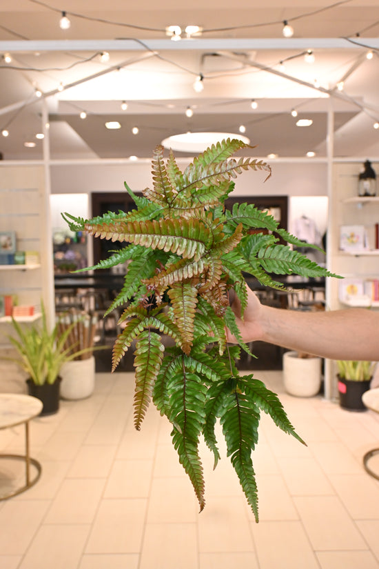 Tri-Color Fern
