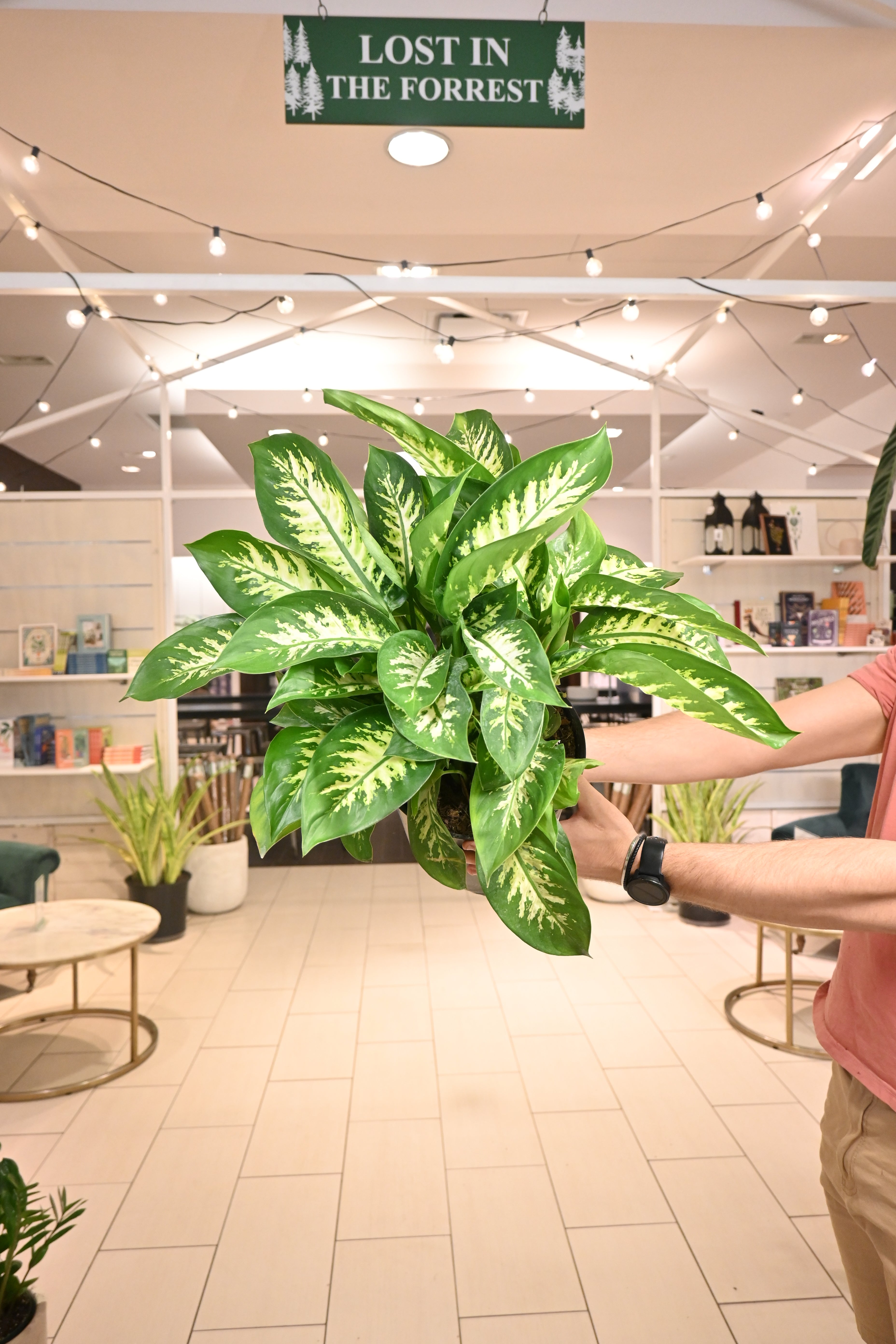dieffenbachia light requirements indoors Dieffenbachia Tropic Snow – Lost in the Forrest