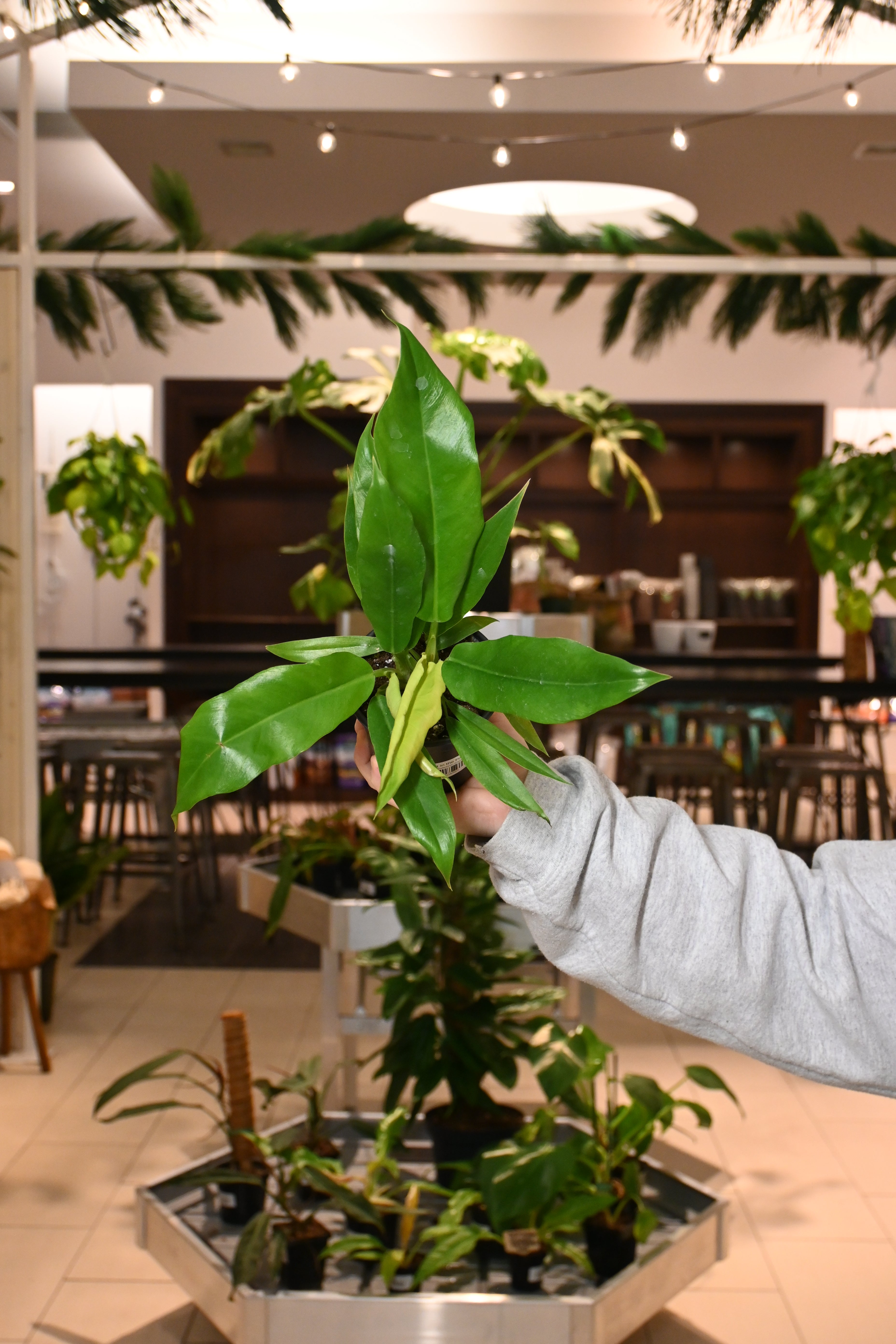 Philodendron Jungle Boogie