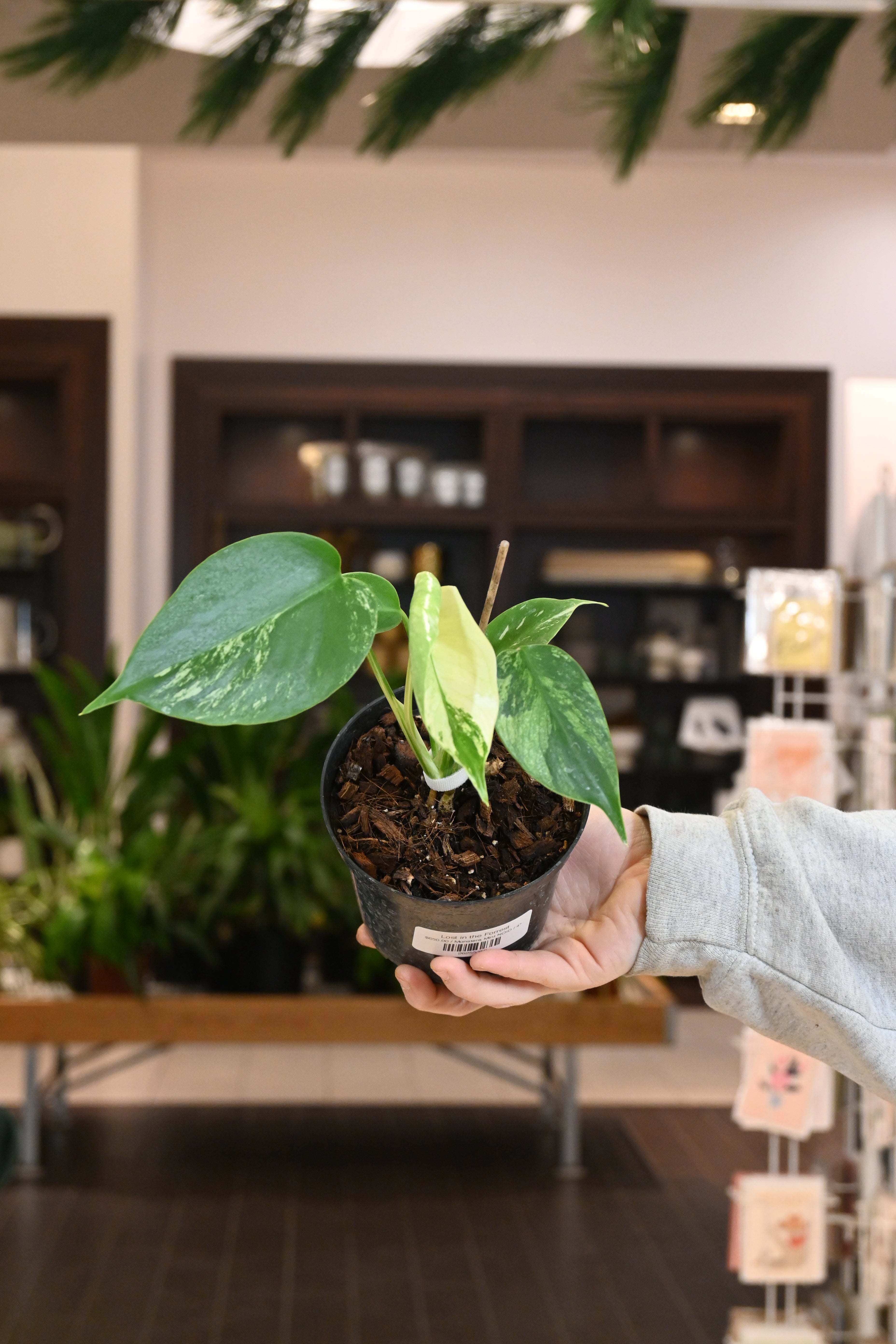 mint monstera Monstera Mint NOID
