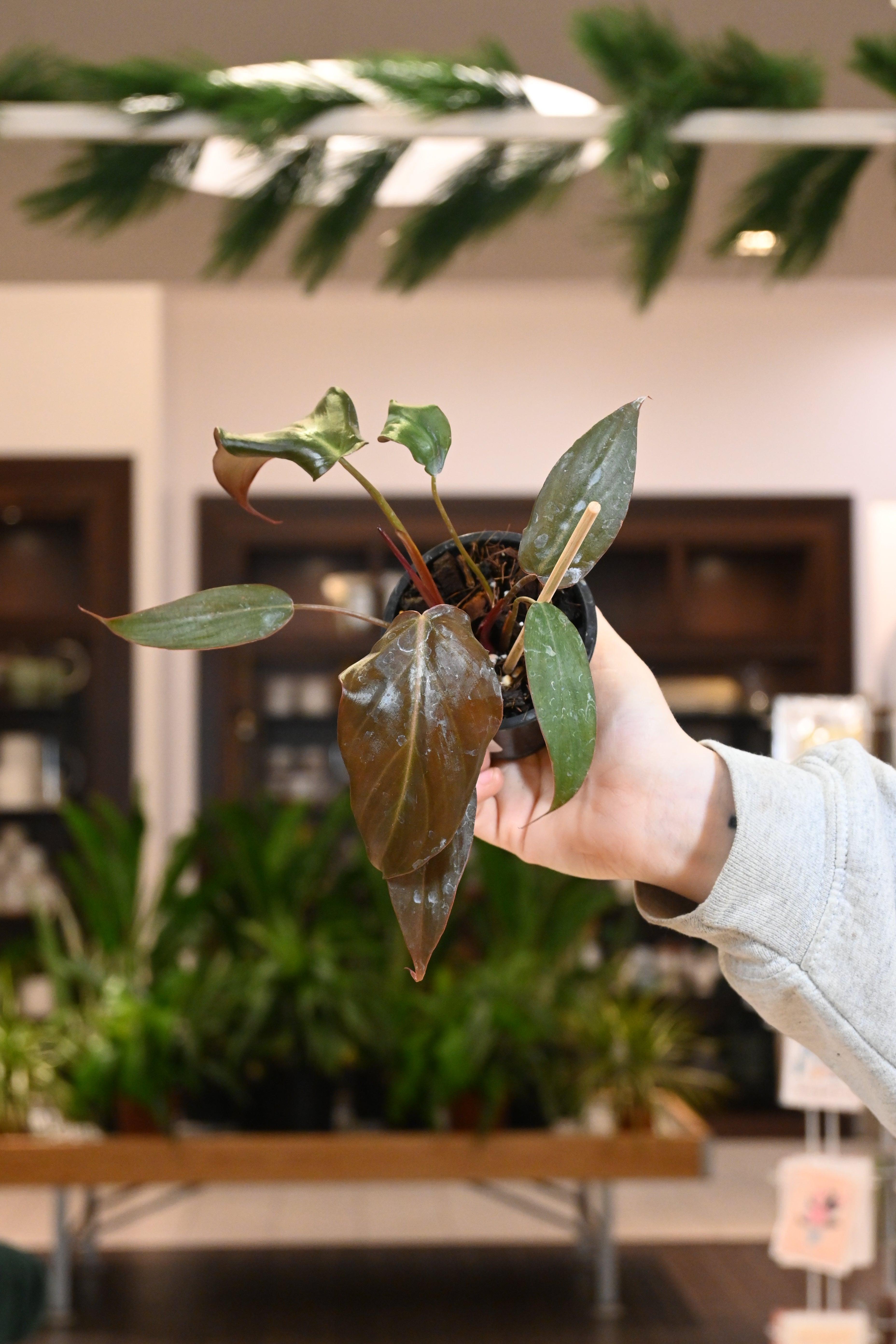 Philodendron Midnight Glory