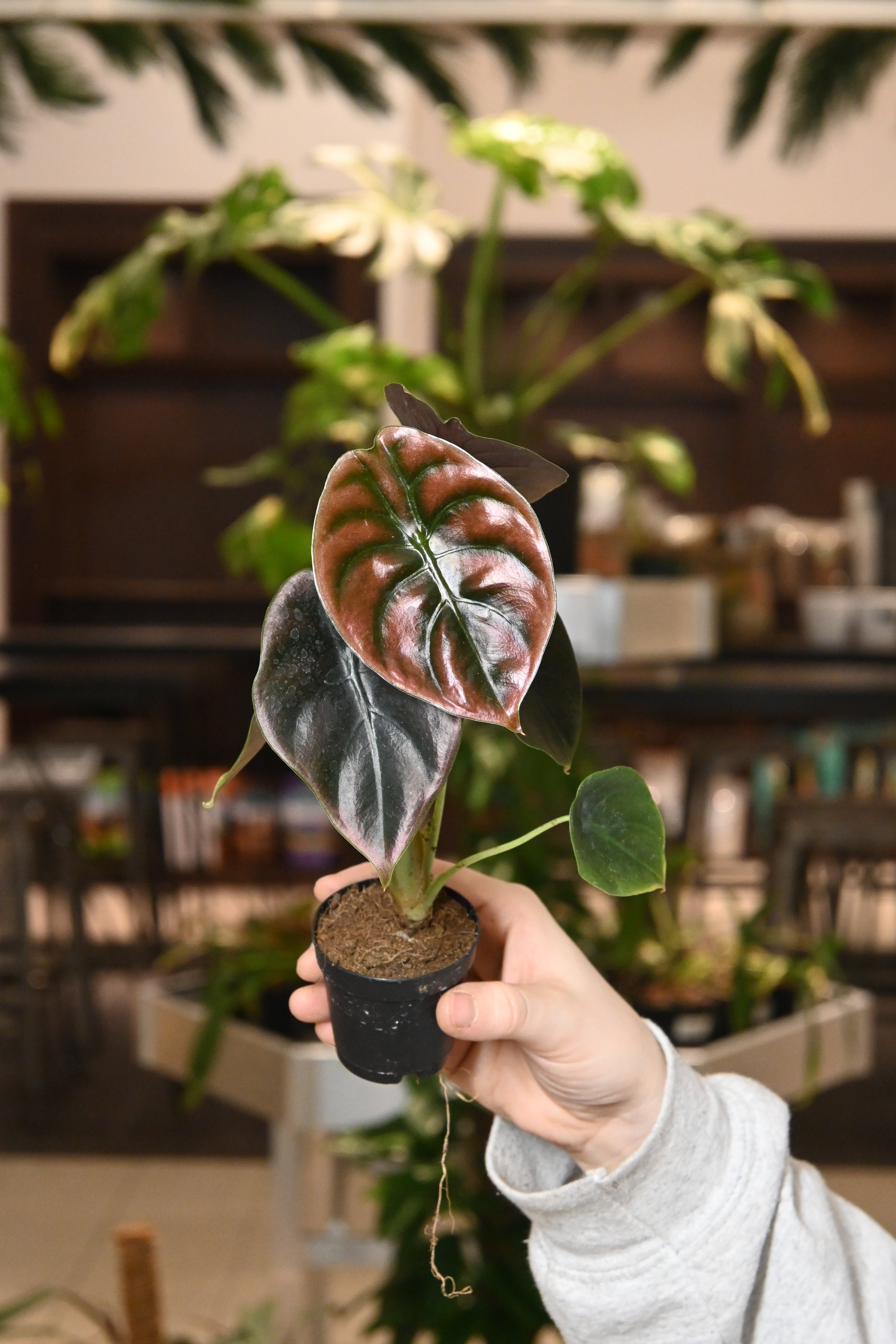 Alocasia Cuprea