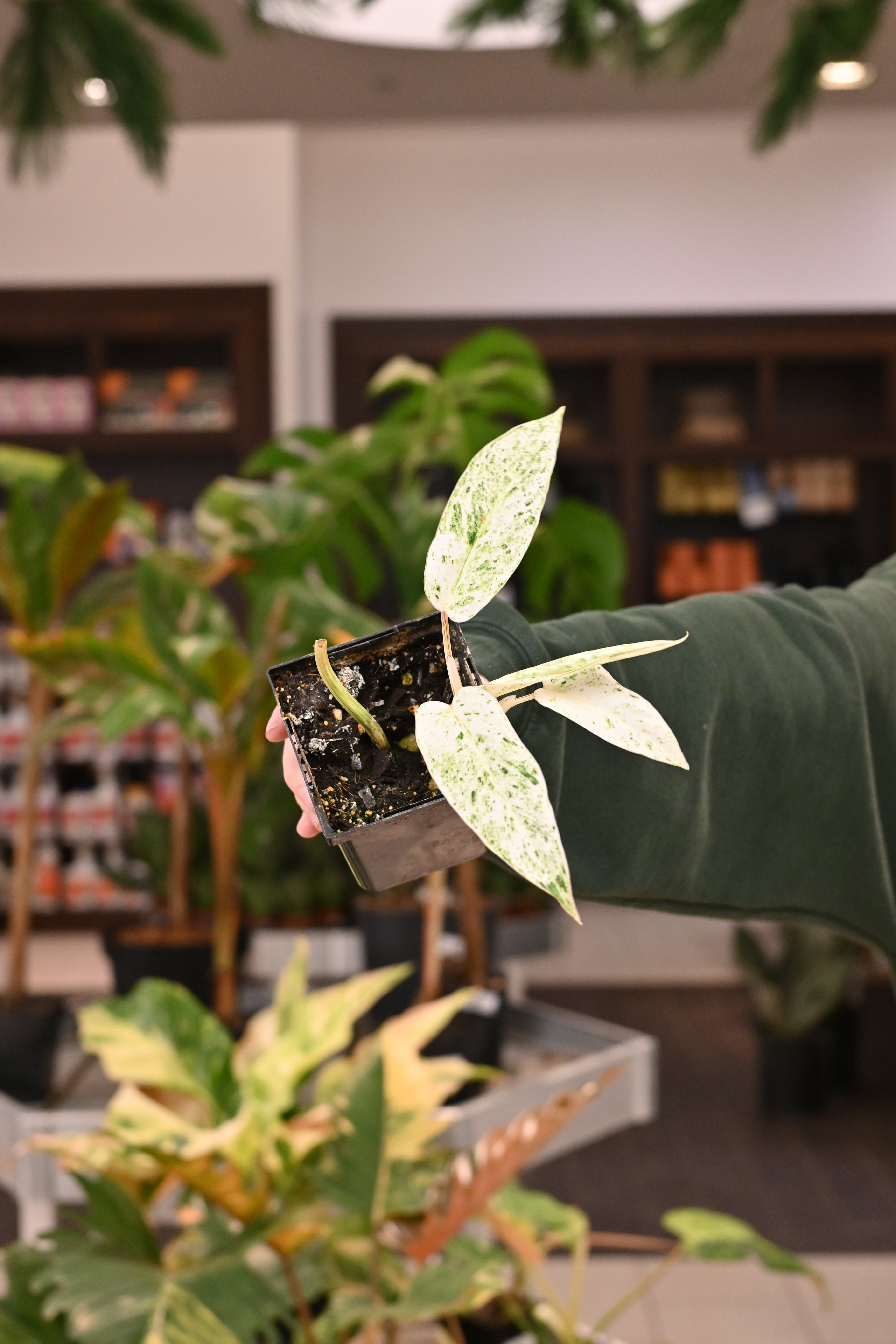 Philodendron Emerald Ice