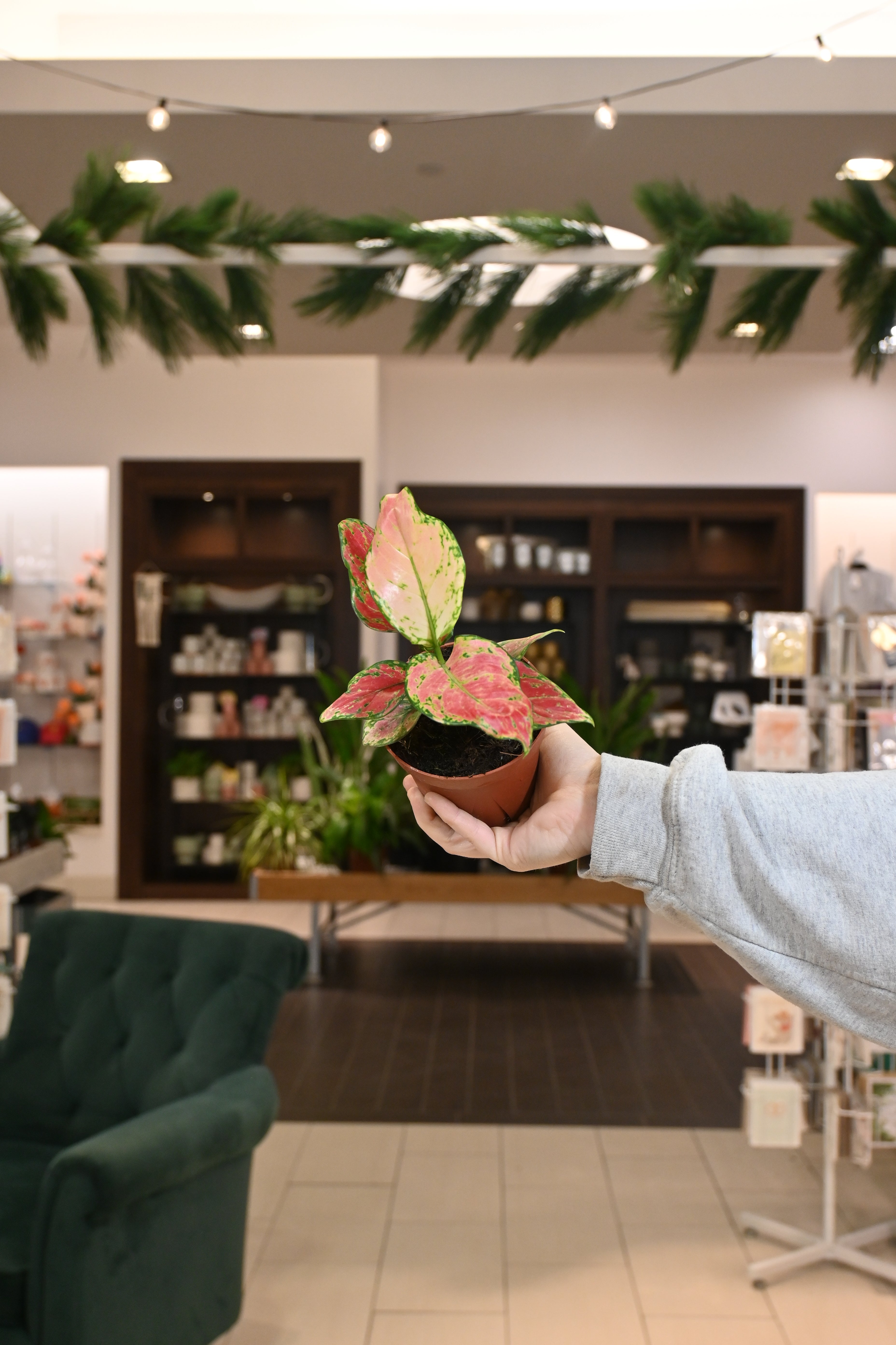 aglaonema arrangement Aglaonema Richard – Lost in the Forrest