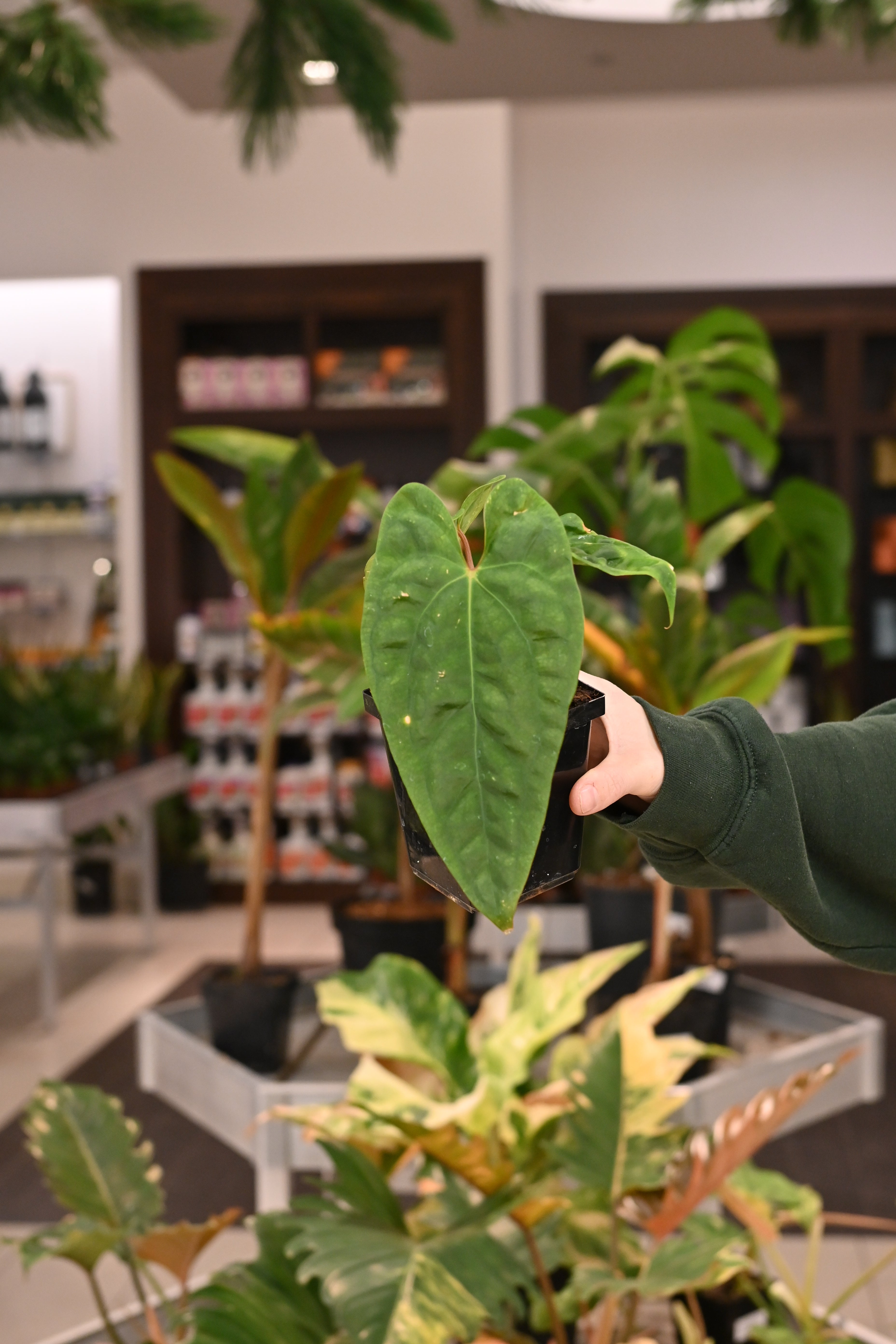 Anthurium Papillilaminum Wu9 x Voldemort – Lost in the Forrest