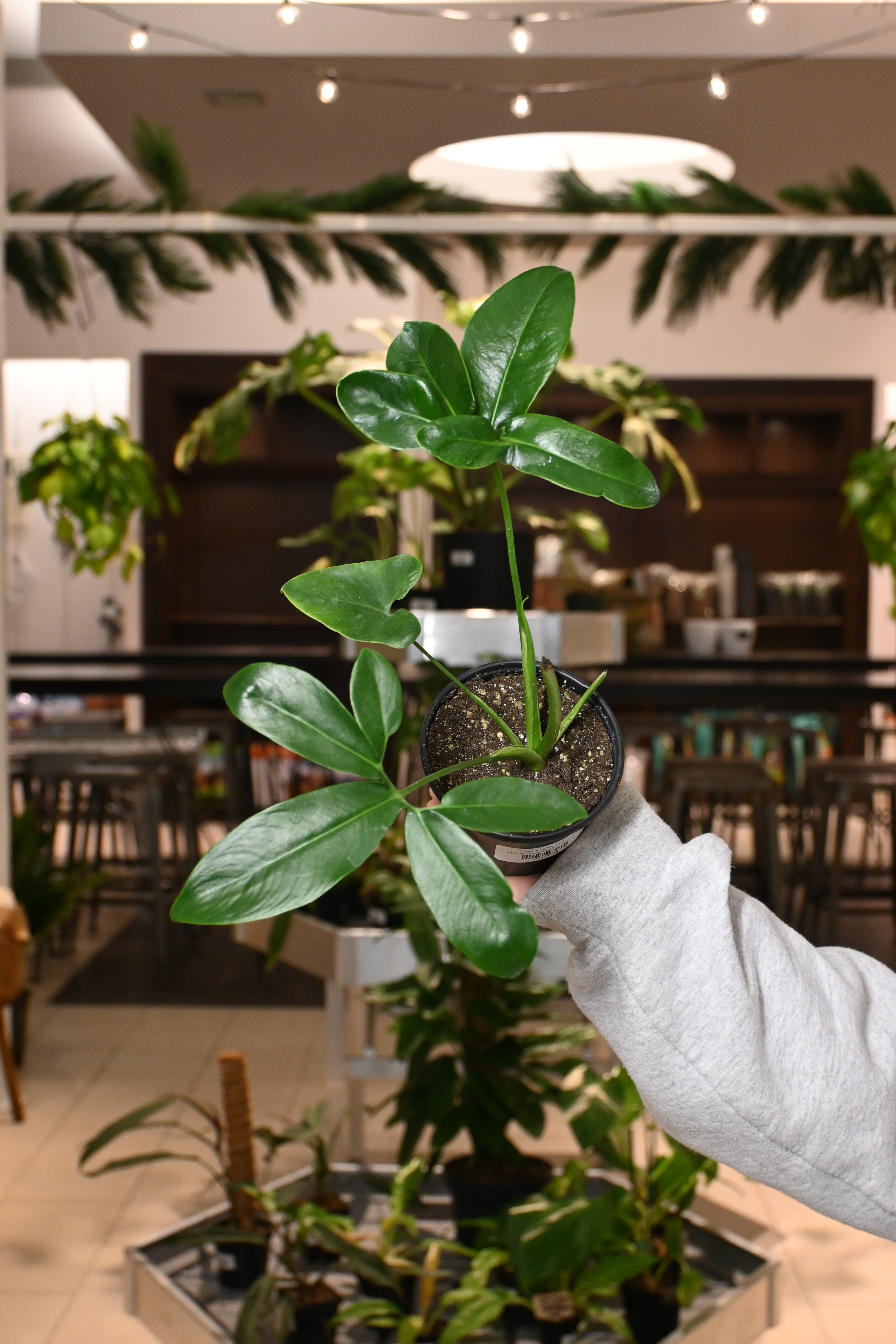 Philodendron Goeldii