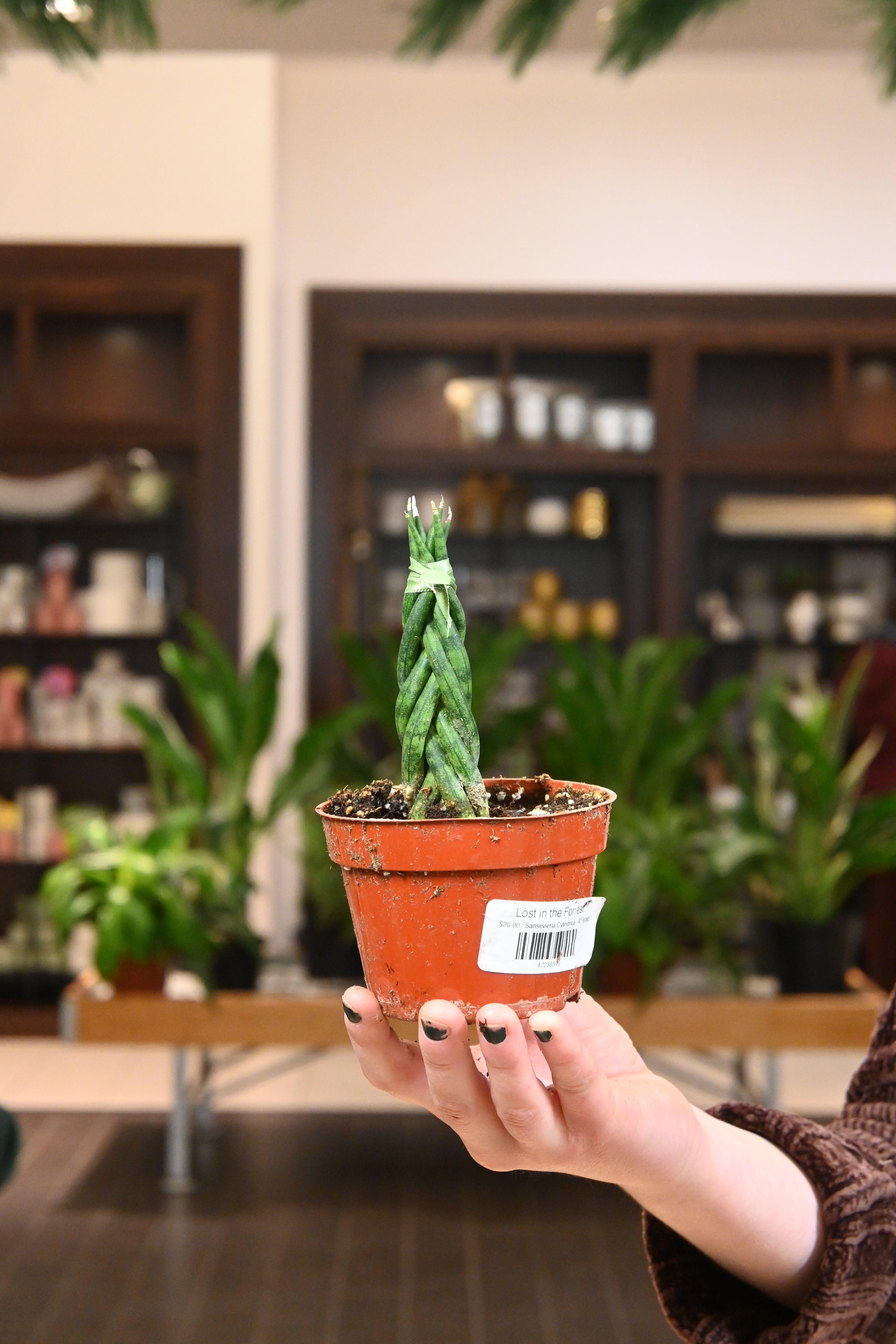 sansevieria cylindrica light Sansevieria Cylindrica – Lost in the Forrest