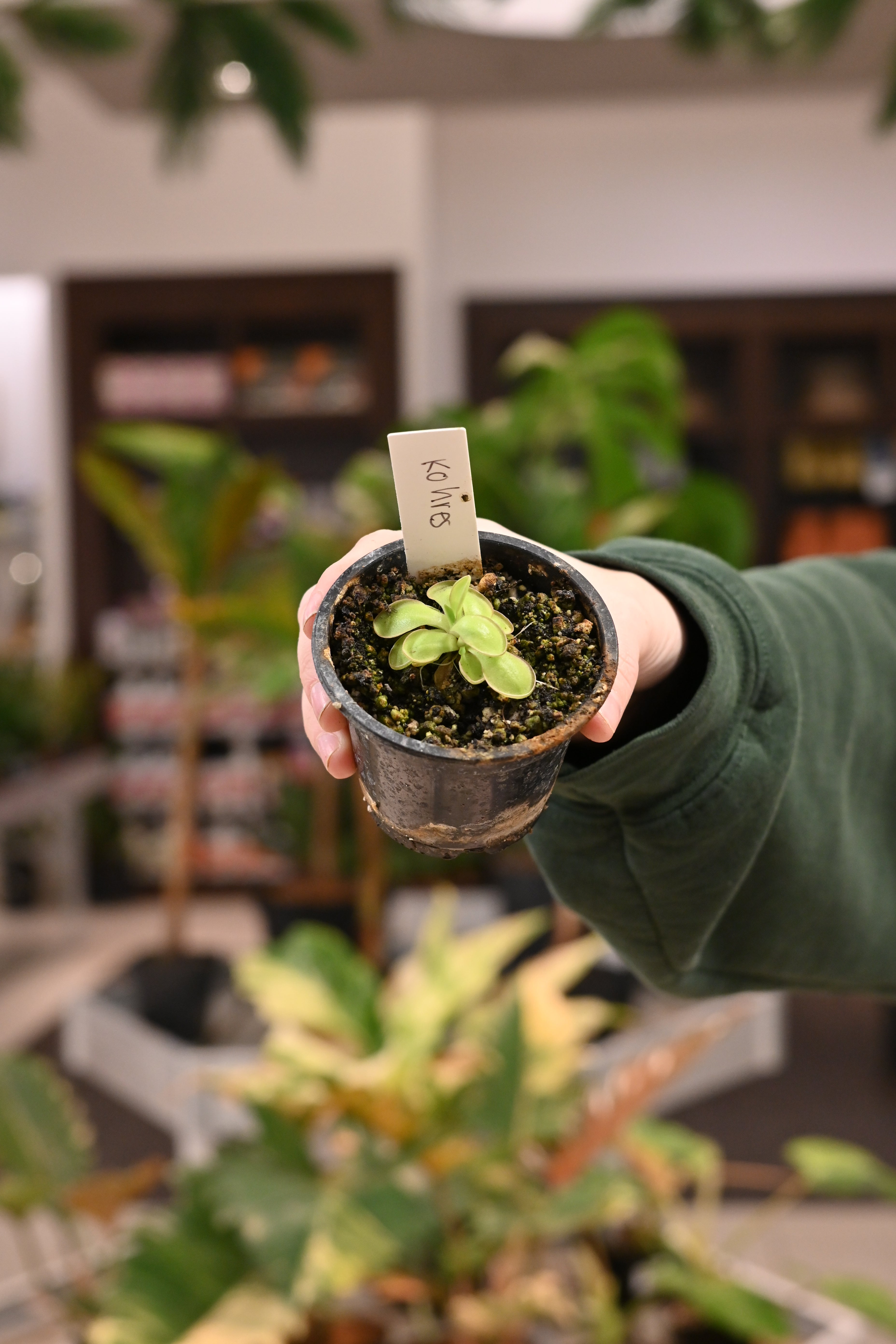 Pinguicula Kohres