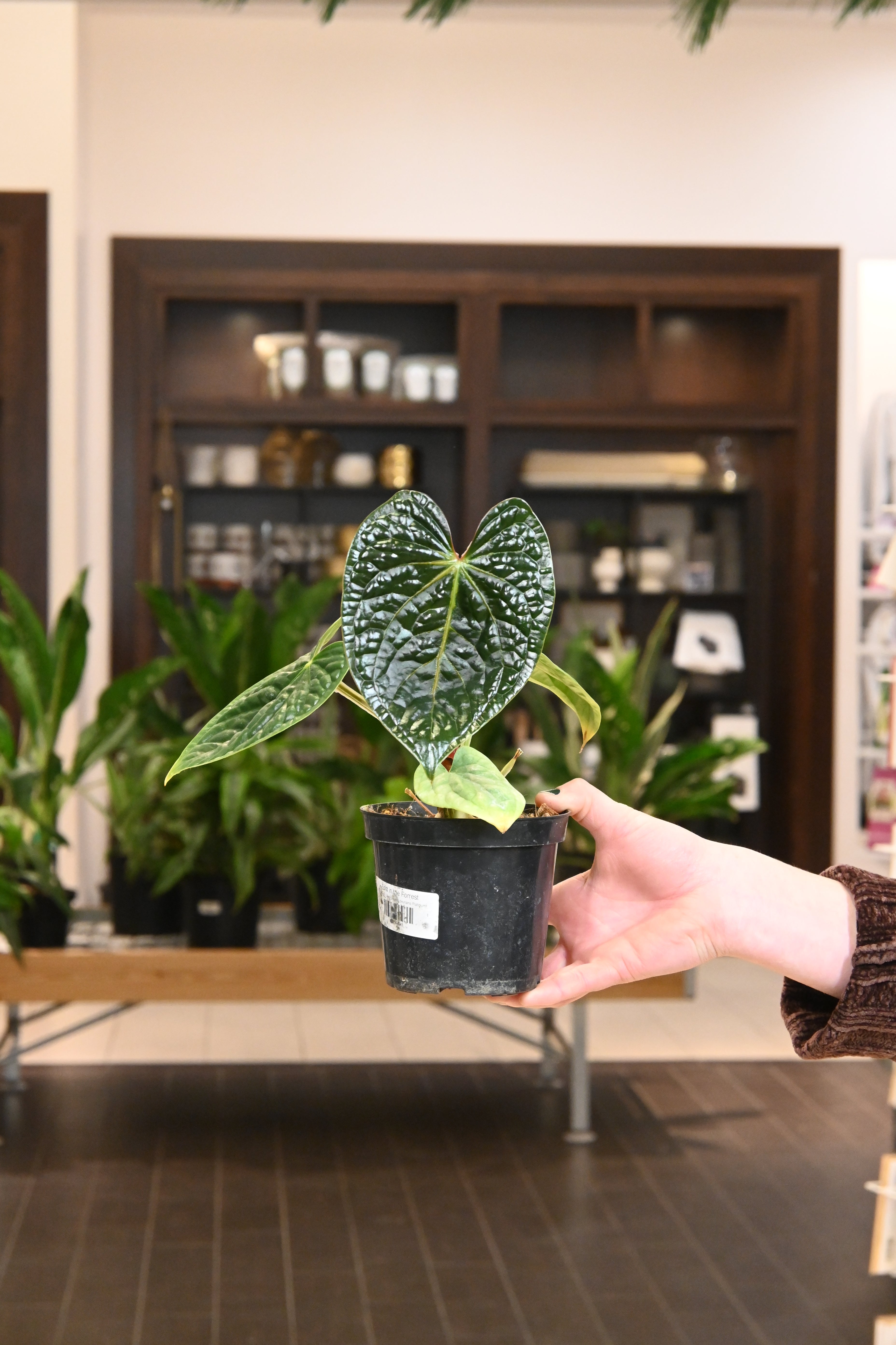 anthurium luxurians silver Anthurium Luxurians Platinum – Lost in the Forrest