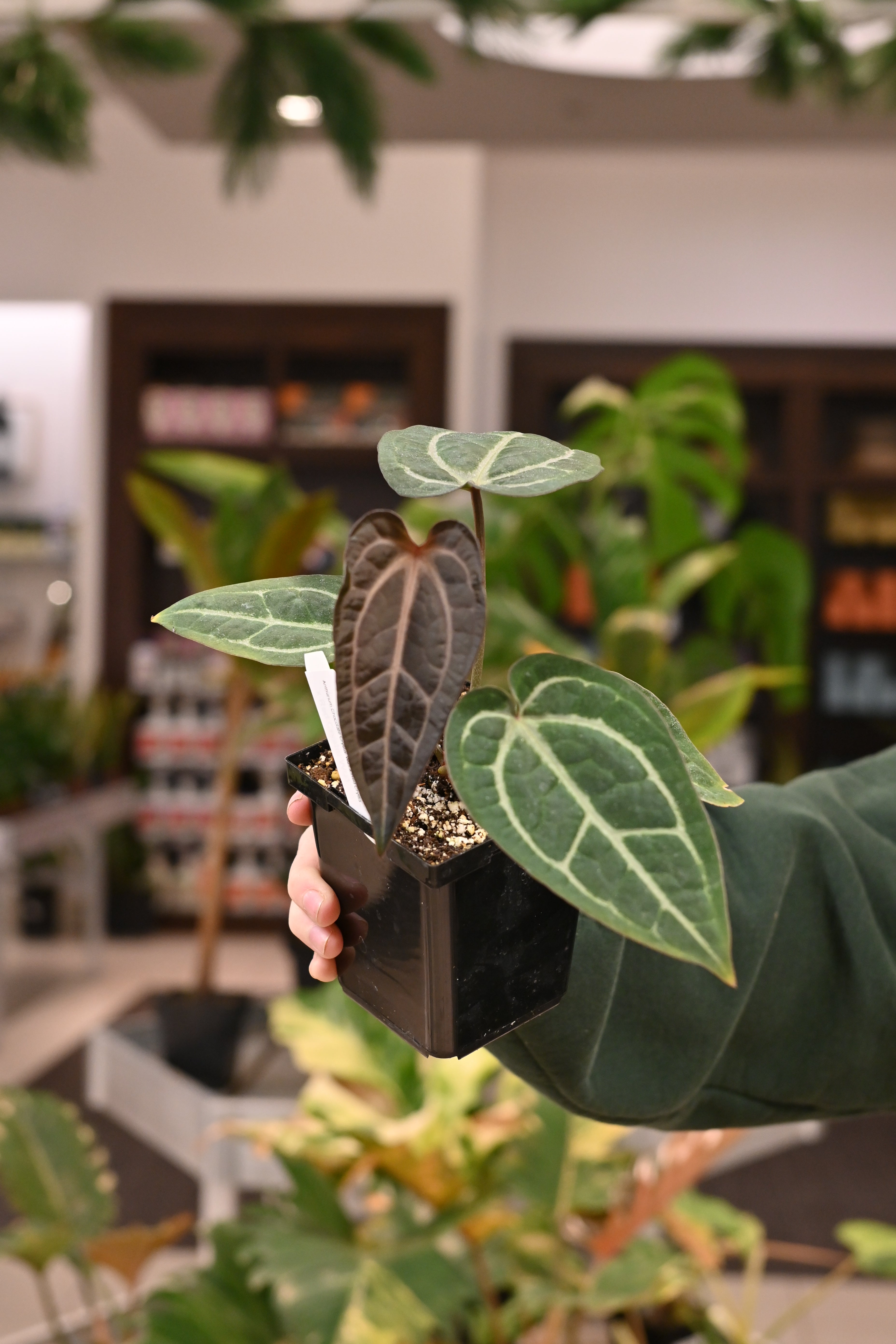 Anthurium Chocolate Crystal Wu1 x Red Crystal Wu1