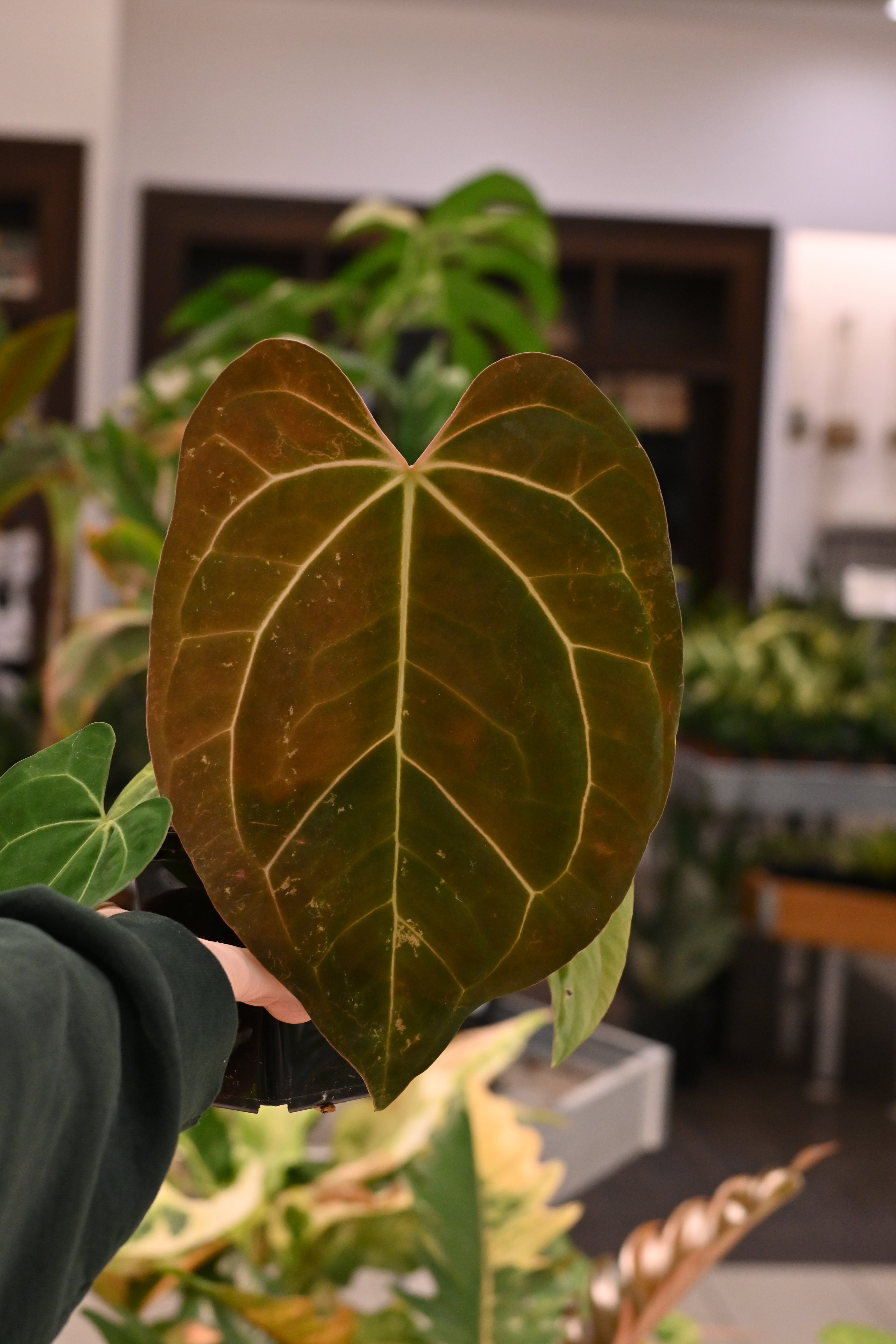 Anthurium (AOS dark x papi) x Carlablackiae Wu2