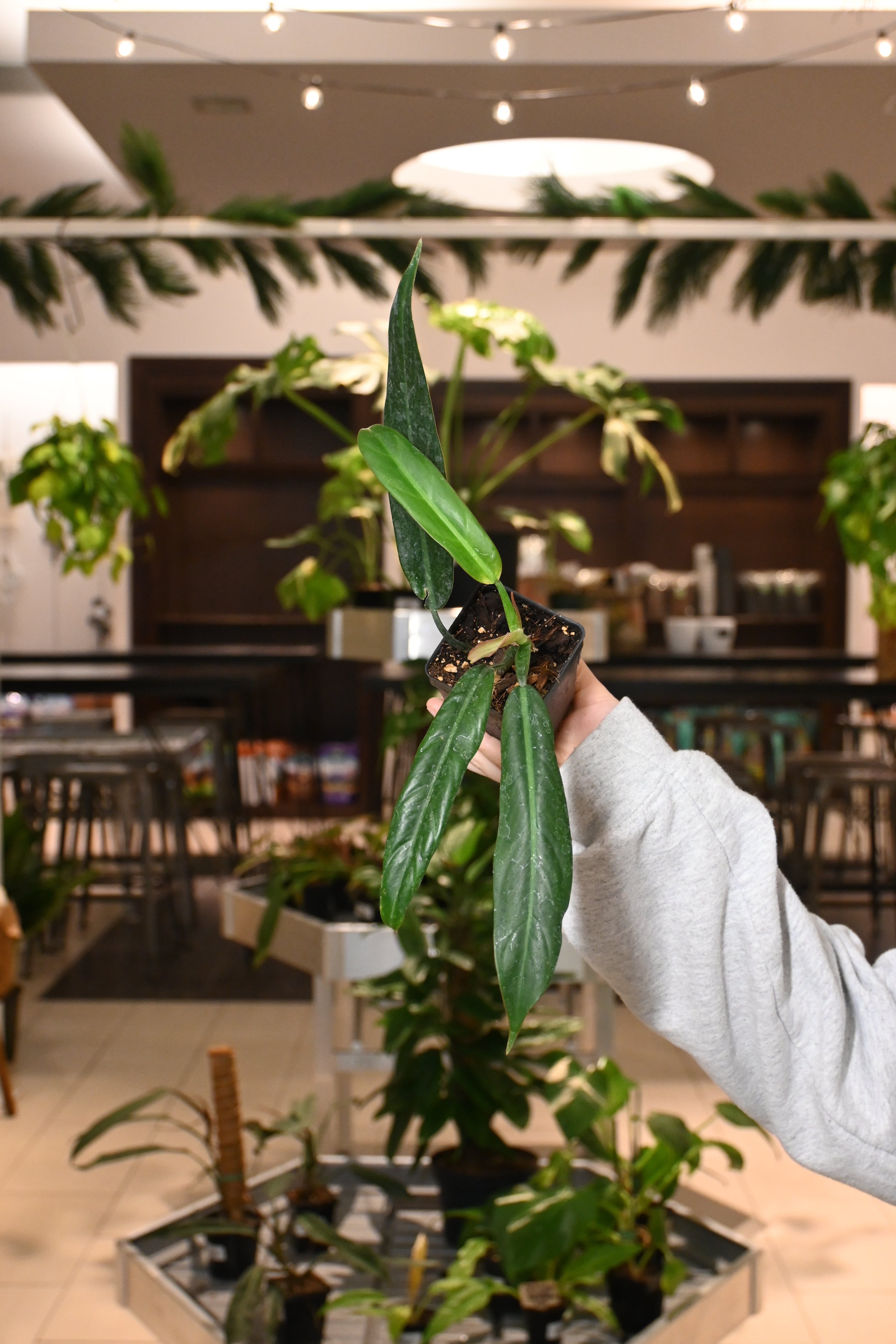 bicolor philodendron Philodendron Bicolor