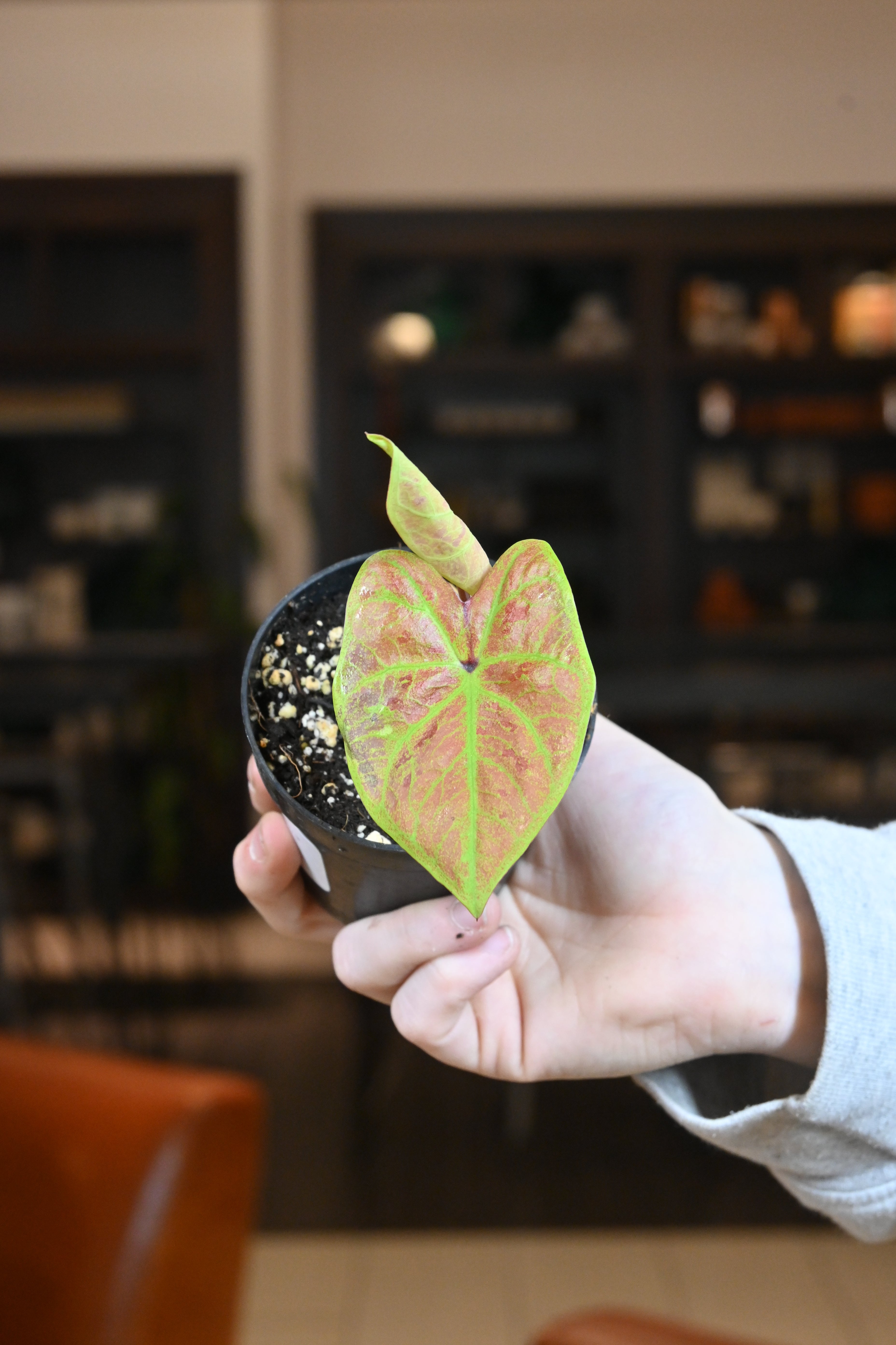 Caladium New Wave