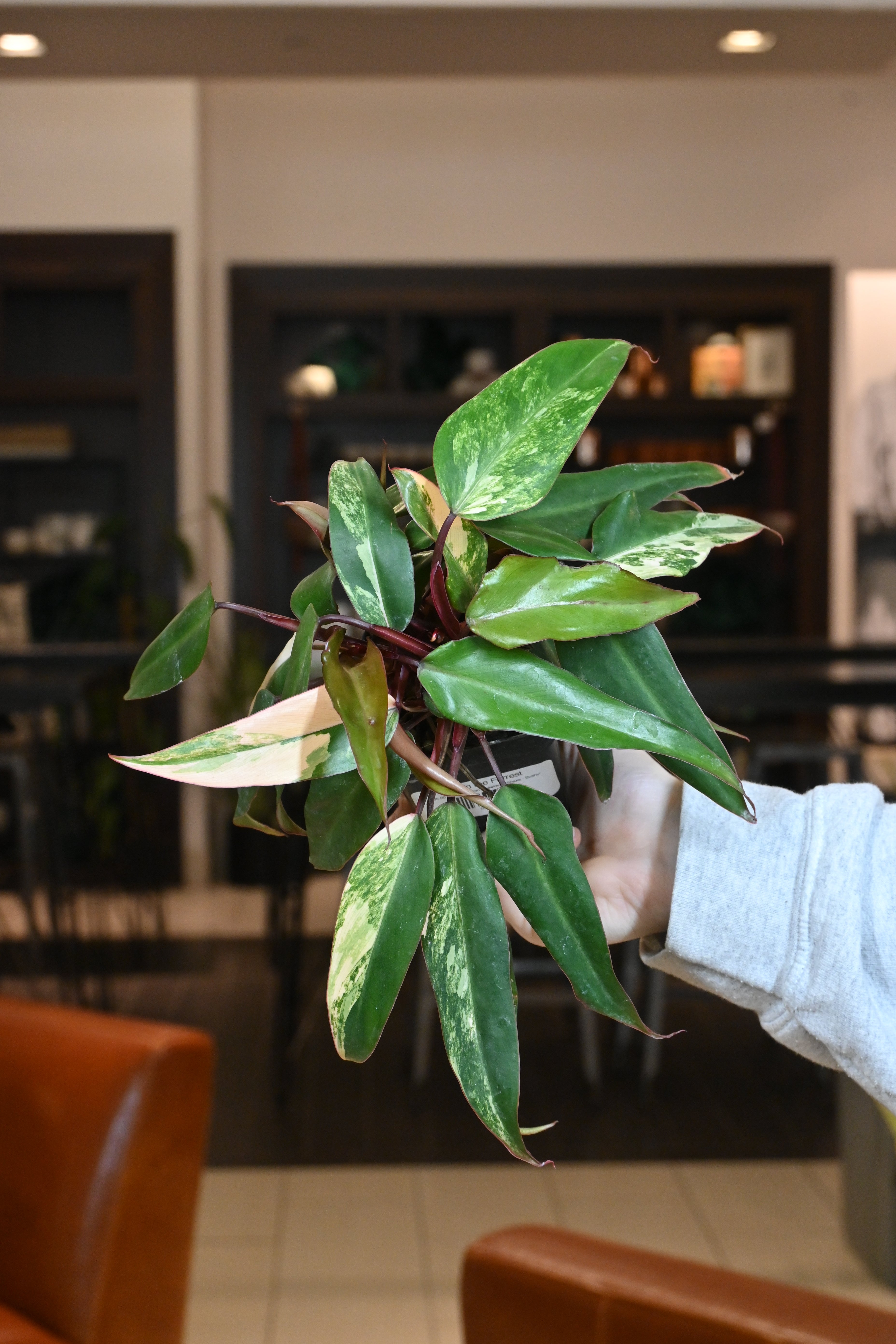 philodendron bushy Philodendron Strawberry Shake