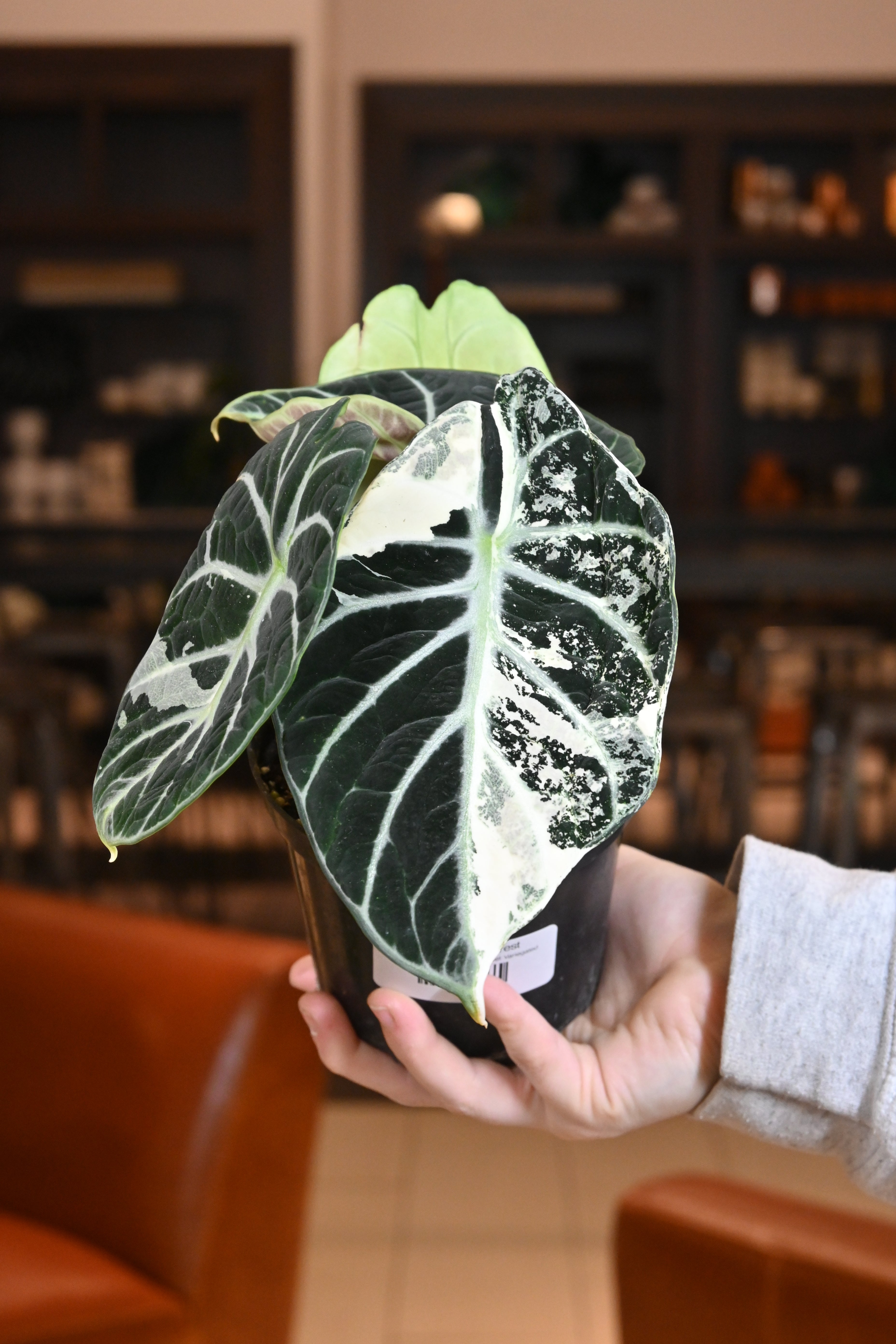 Alocasia Black Velvet Variegated