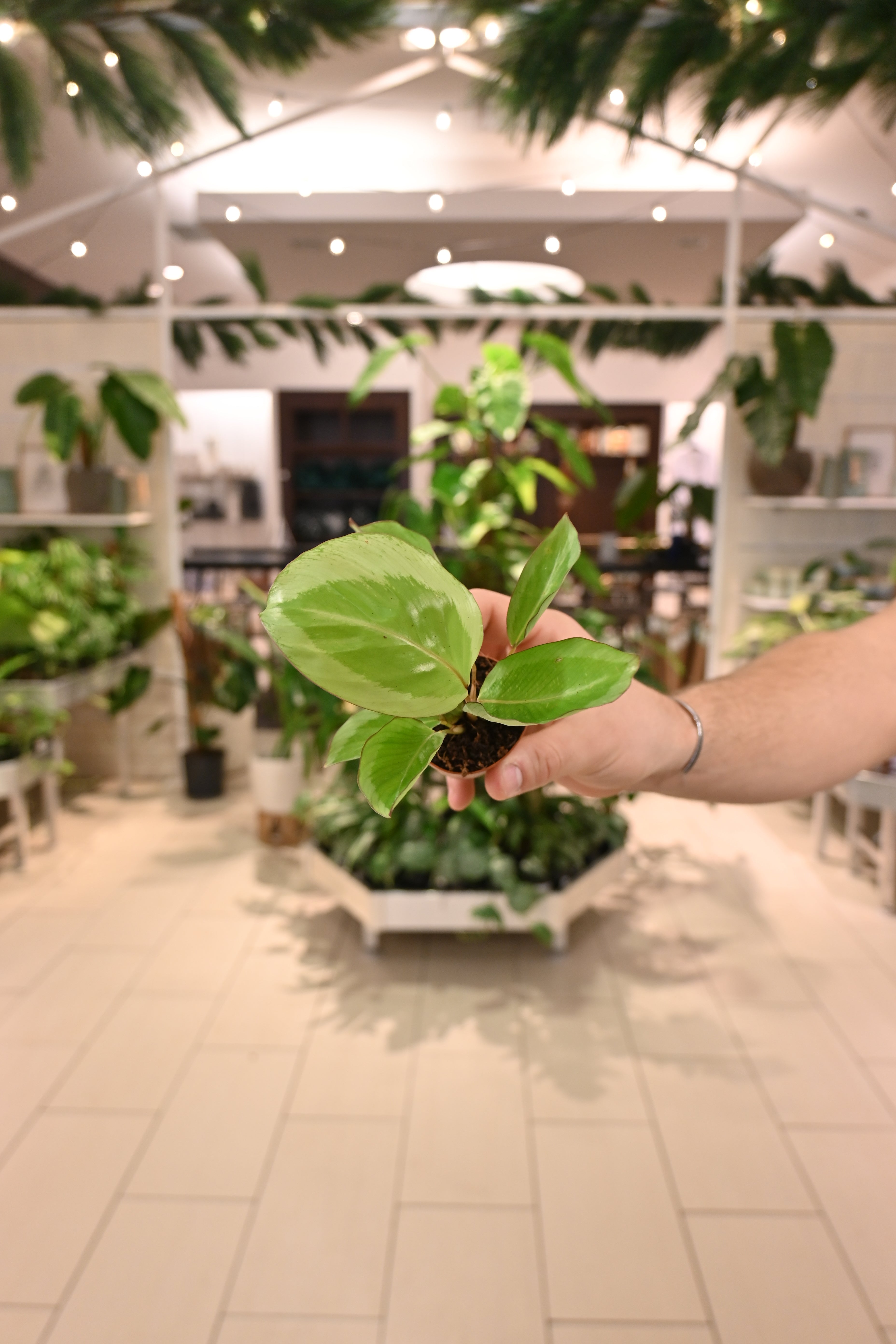 Calathea Gecko