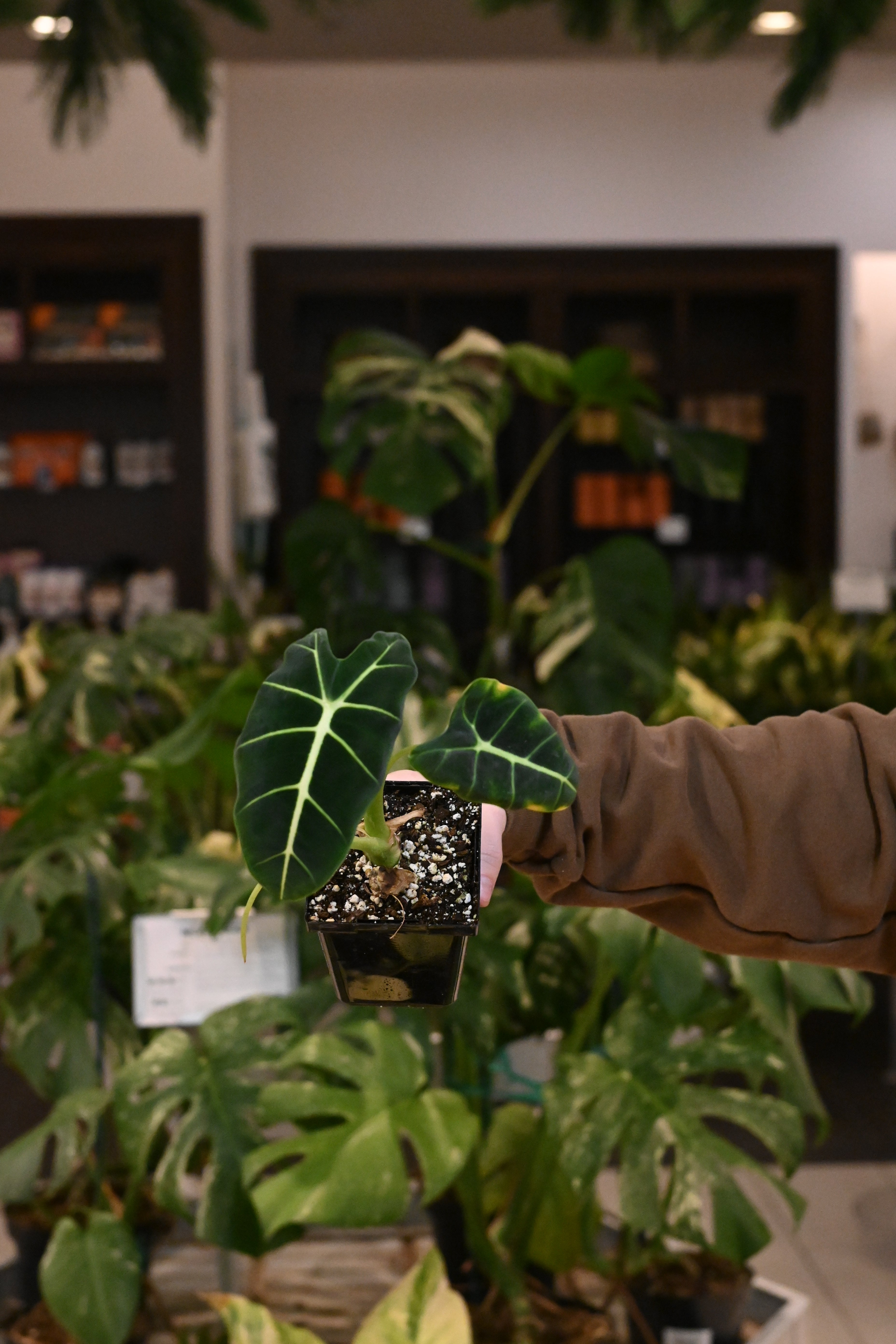 Alocasia Frydek Variegated