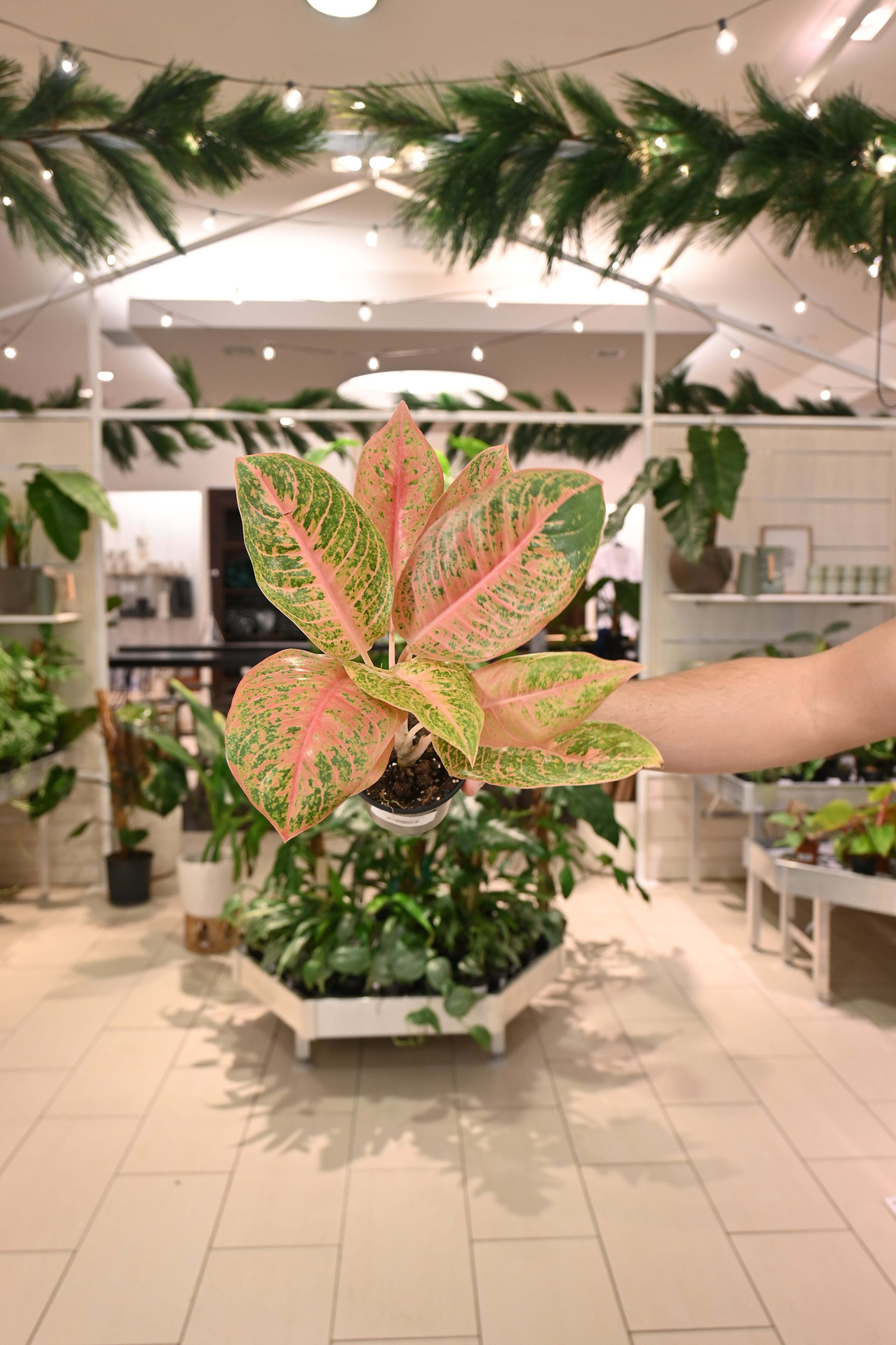 Aglaonema Harley Queen