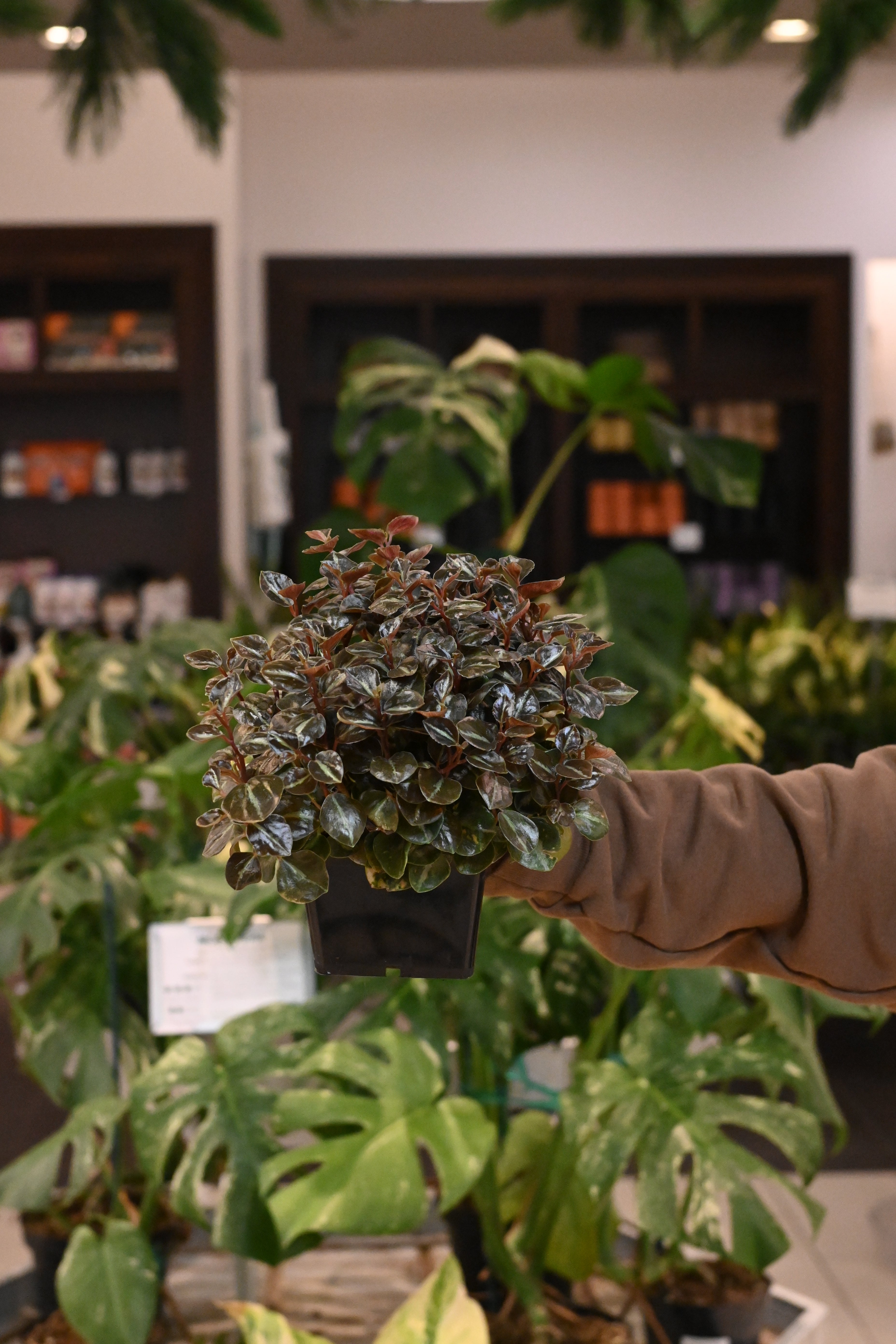 Peperomia Creme Brulee