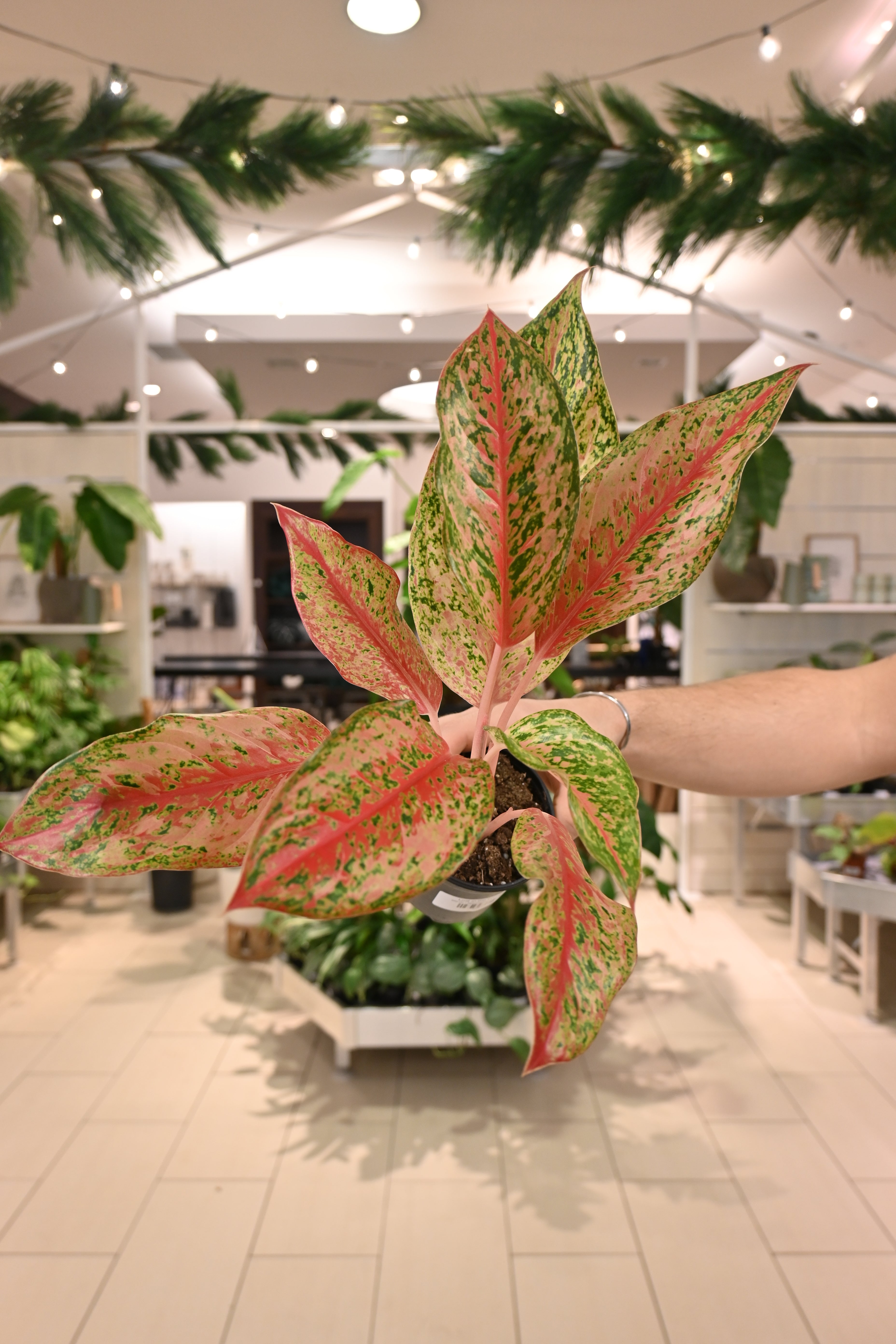 Aglaonema Sexy Lia